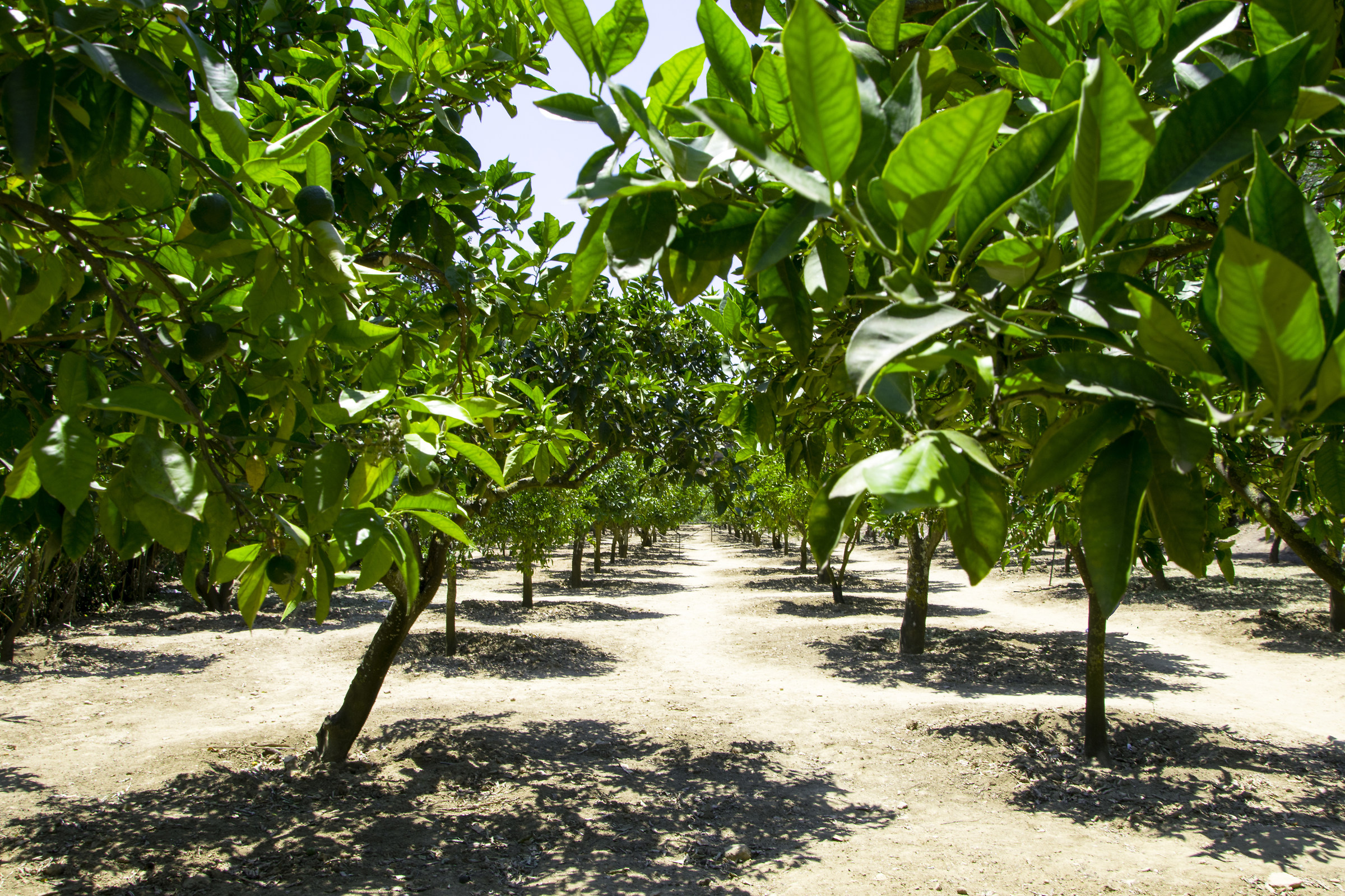 Limoneto, Agrigento, giardino di Kolymbetra