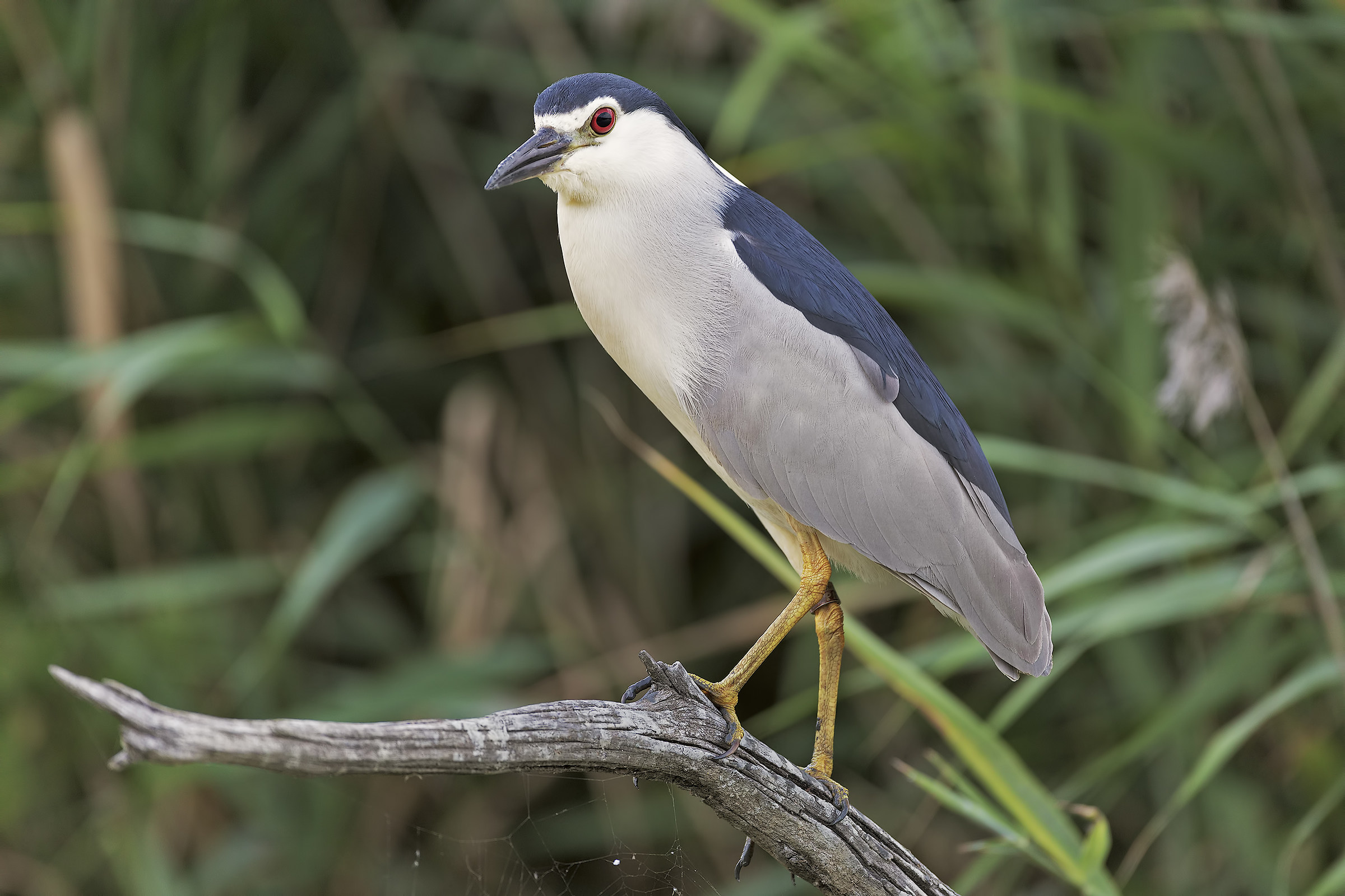 Night Heron