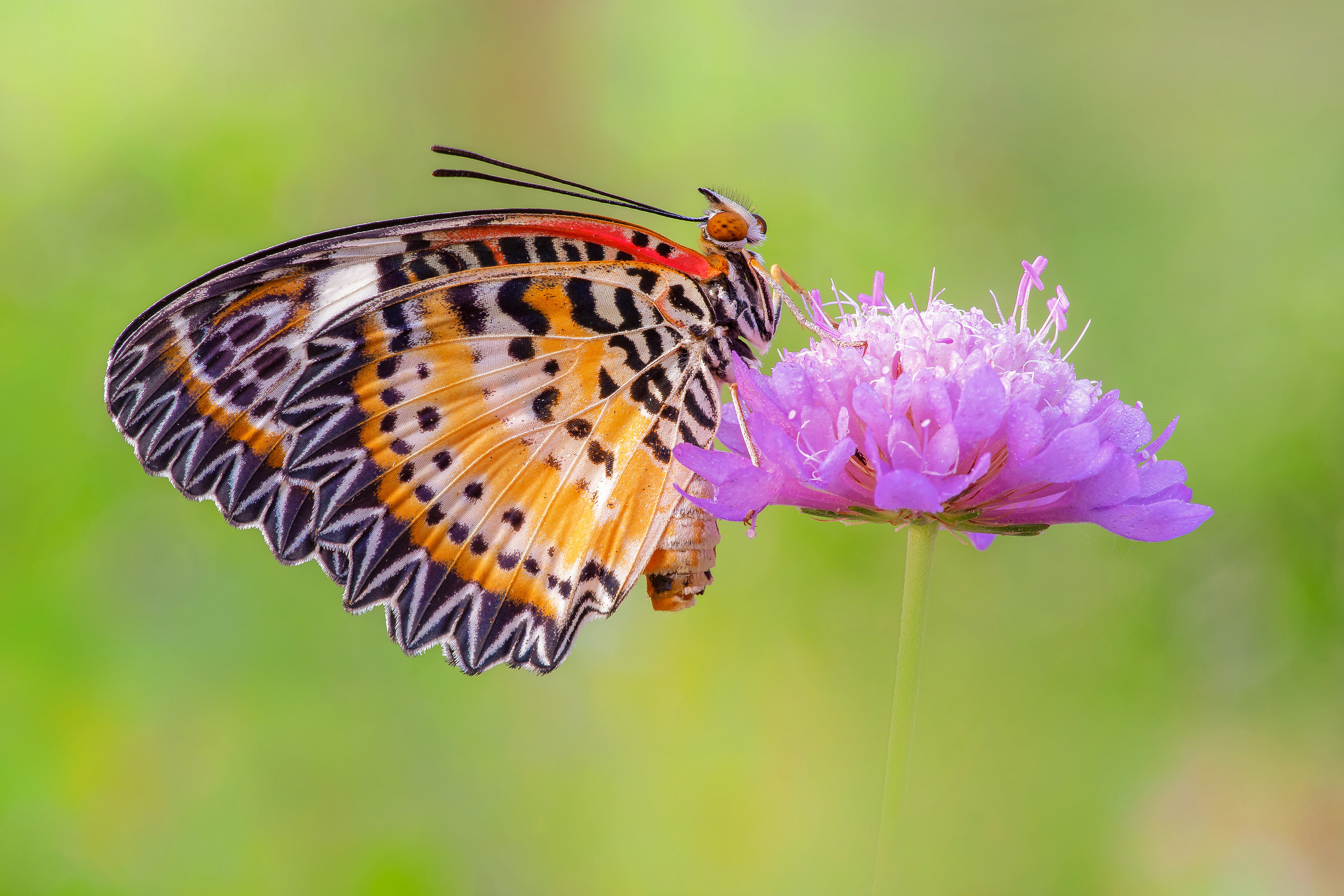 Cethosia Cyane (Drury, 1773)