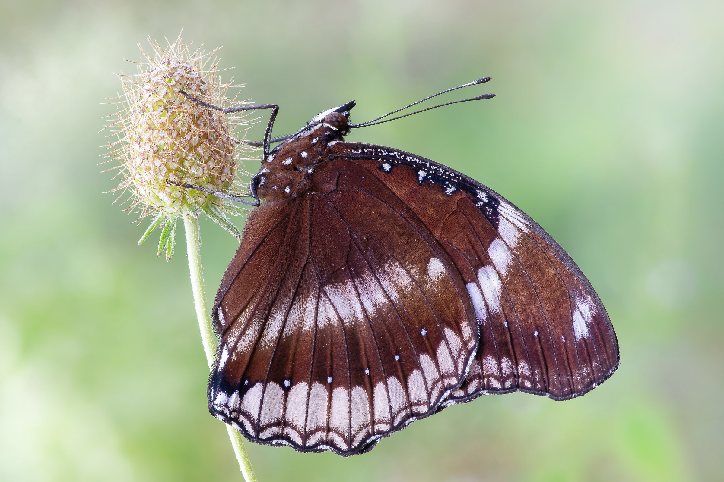 Hypolimnas Windward Jacintha (Drury, 1773)