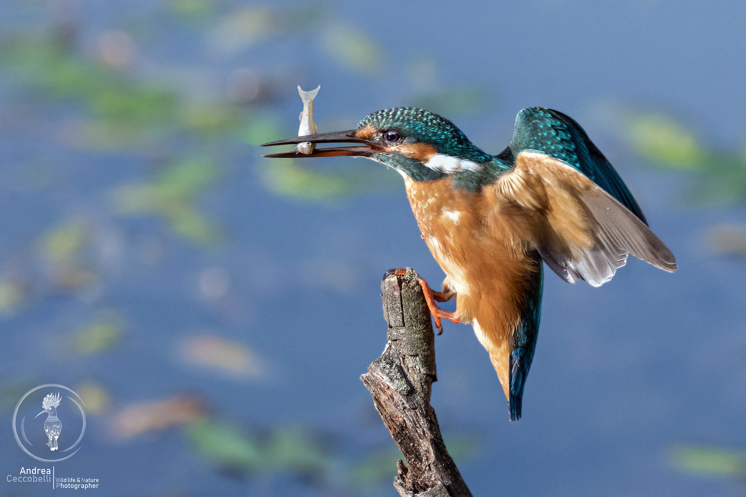 La caccia del Martin Pescatore