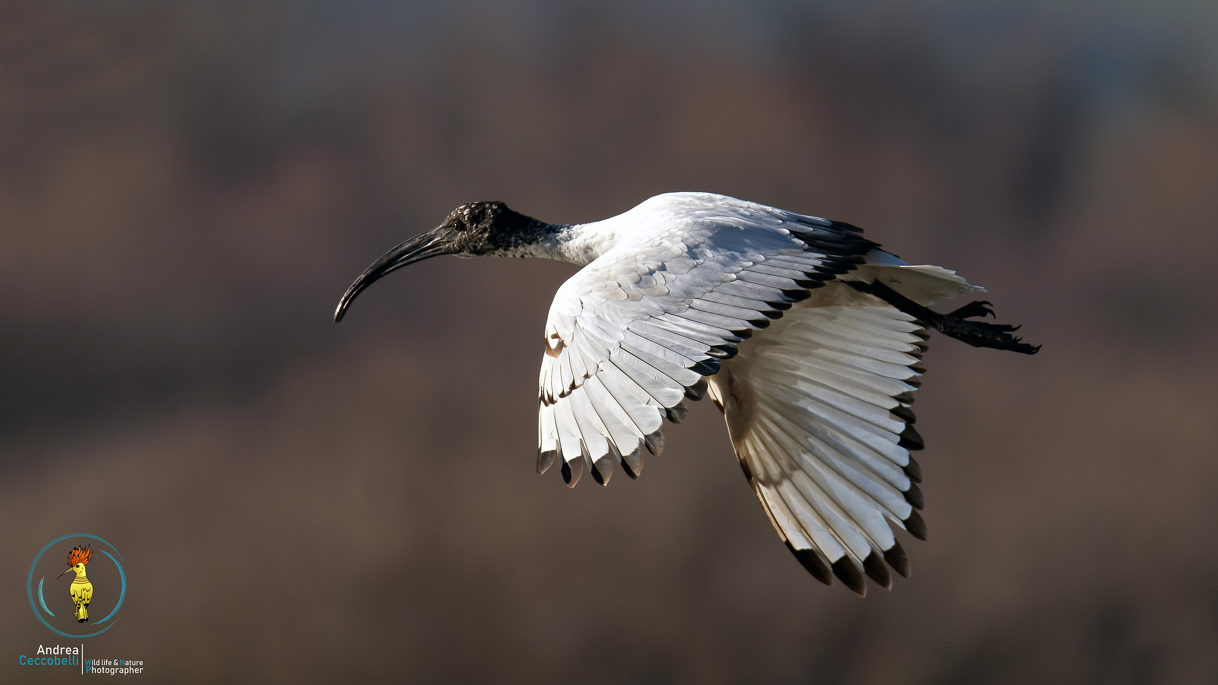 Il tramonto dell'Ibis Sacro