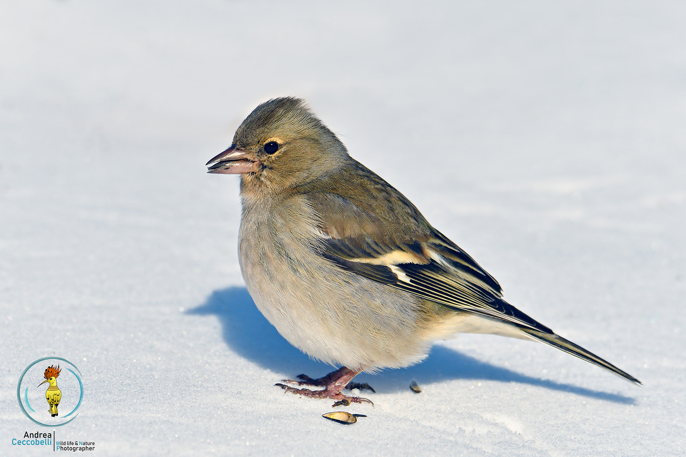 La prima neve del fringuello