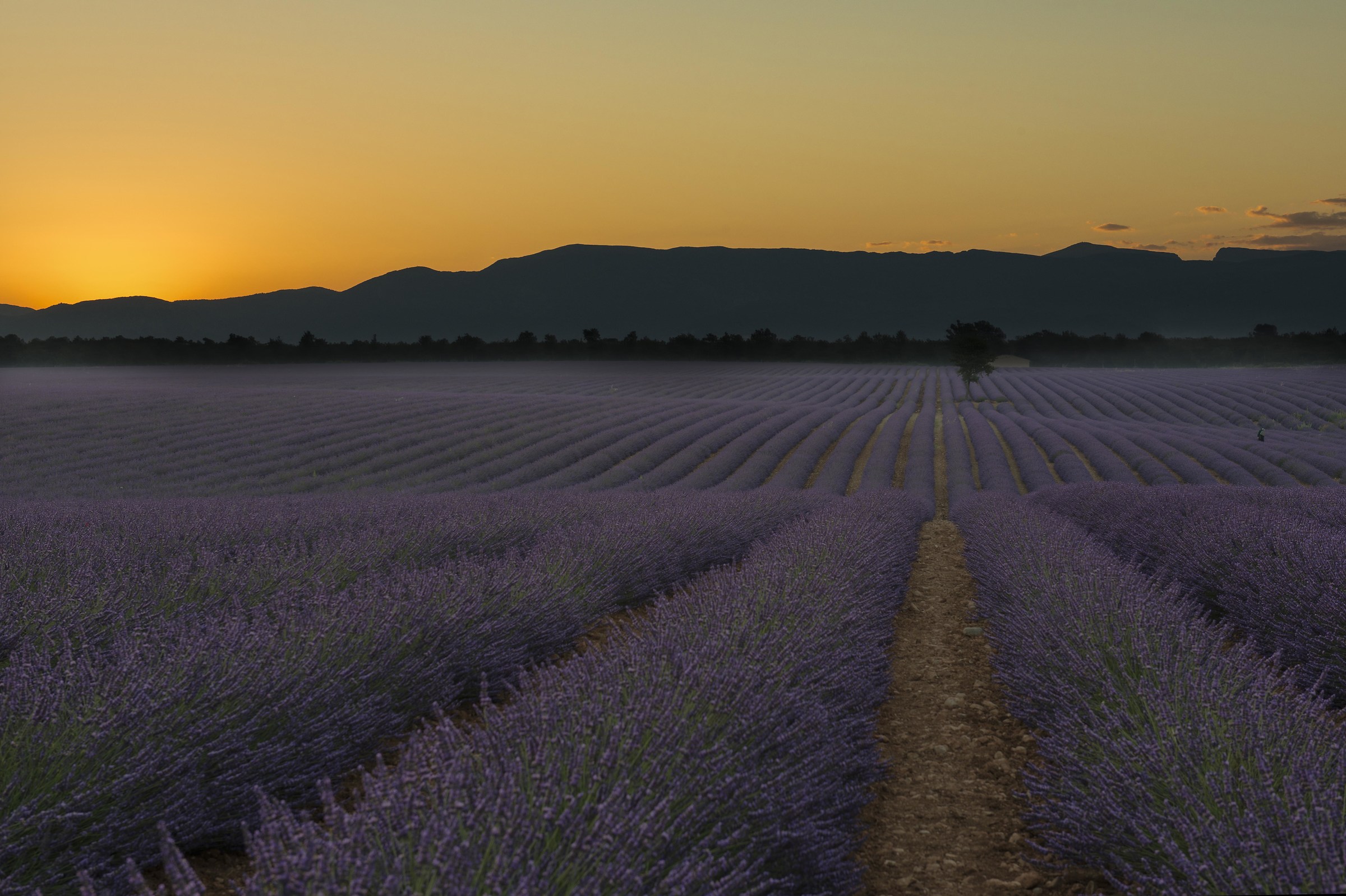 The dawn of Valensole