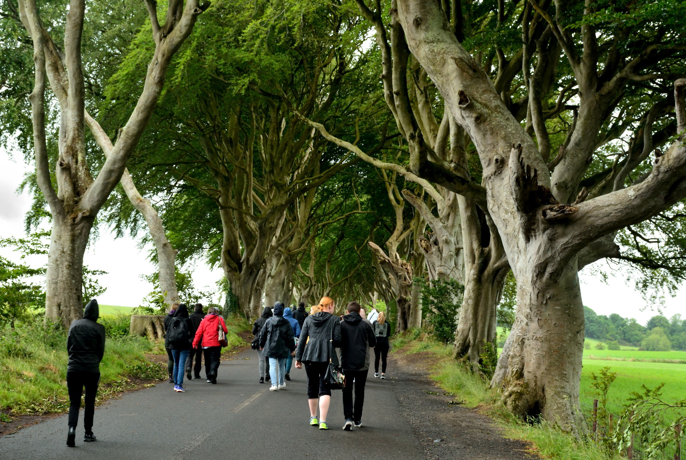 In The Dark hedges