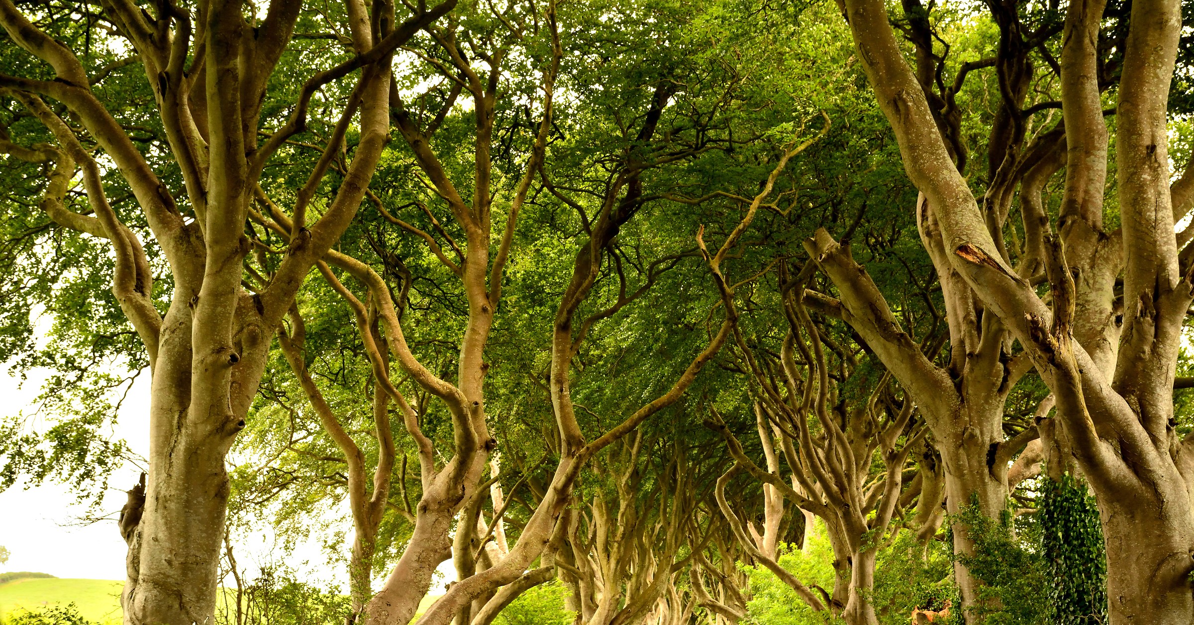 The Dark HEDGES