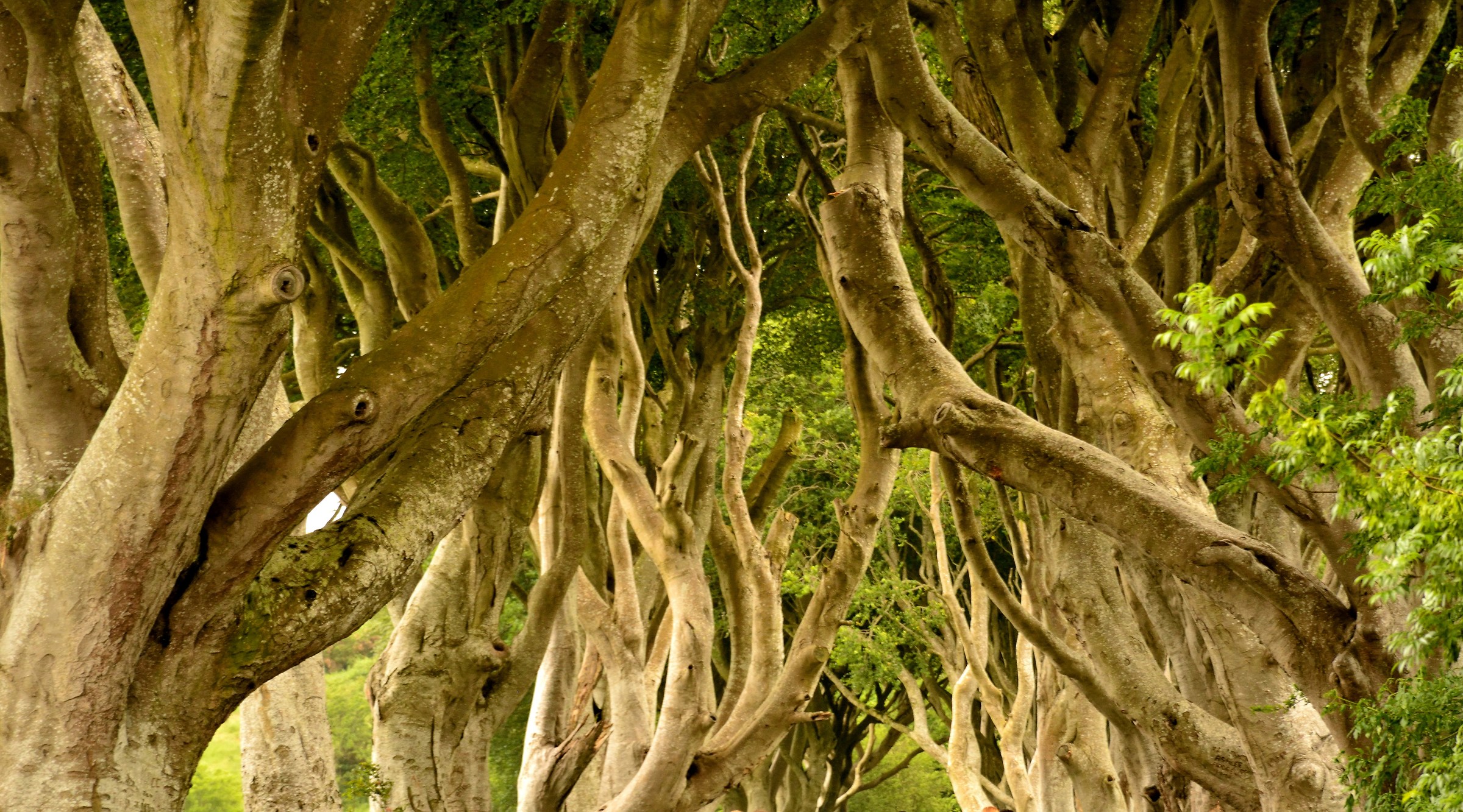In the Dark Hedges