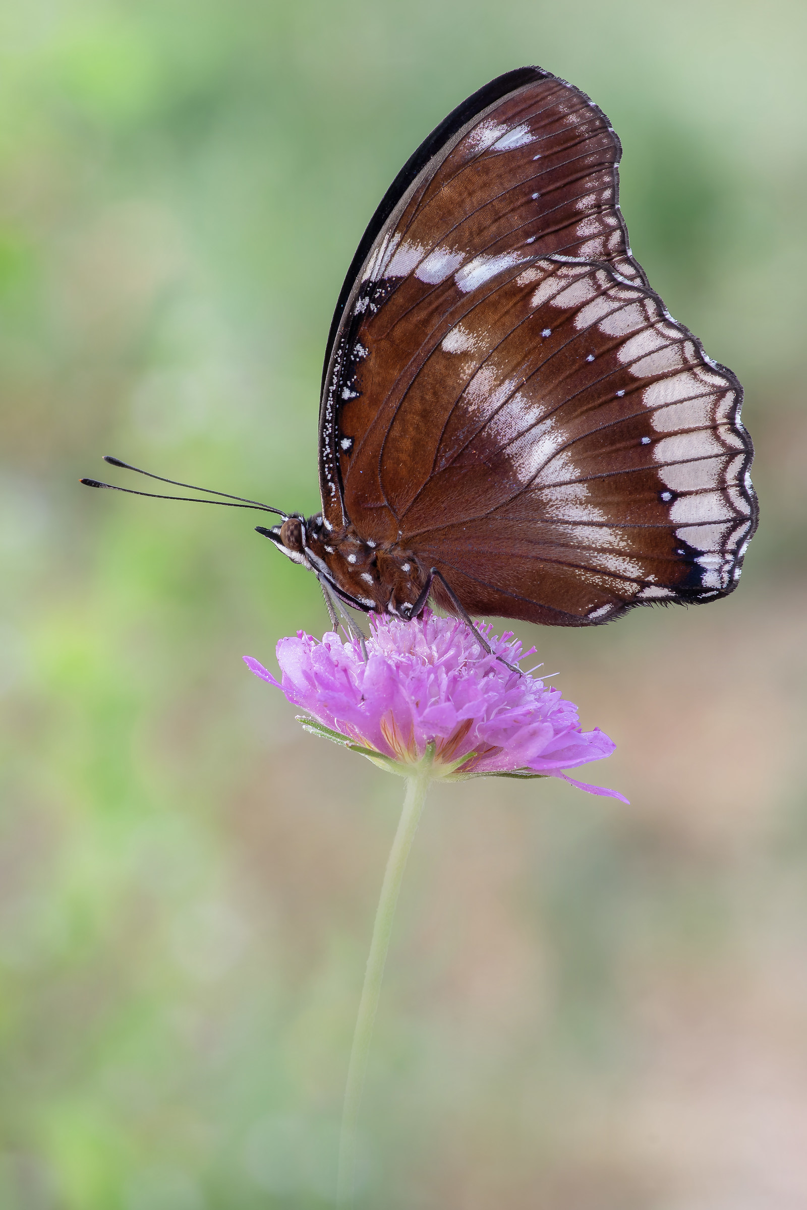 Hypolimnas Windward Jacintha (Drury, 1773)