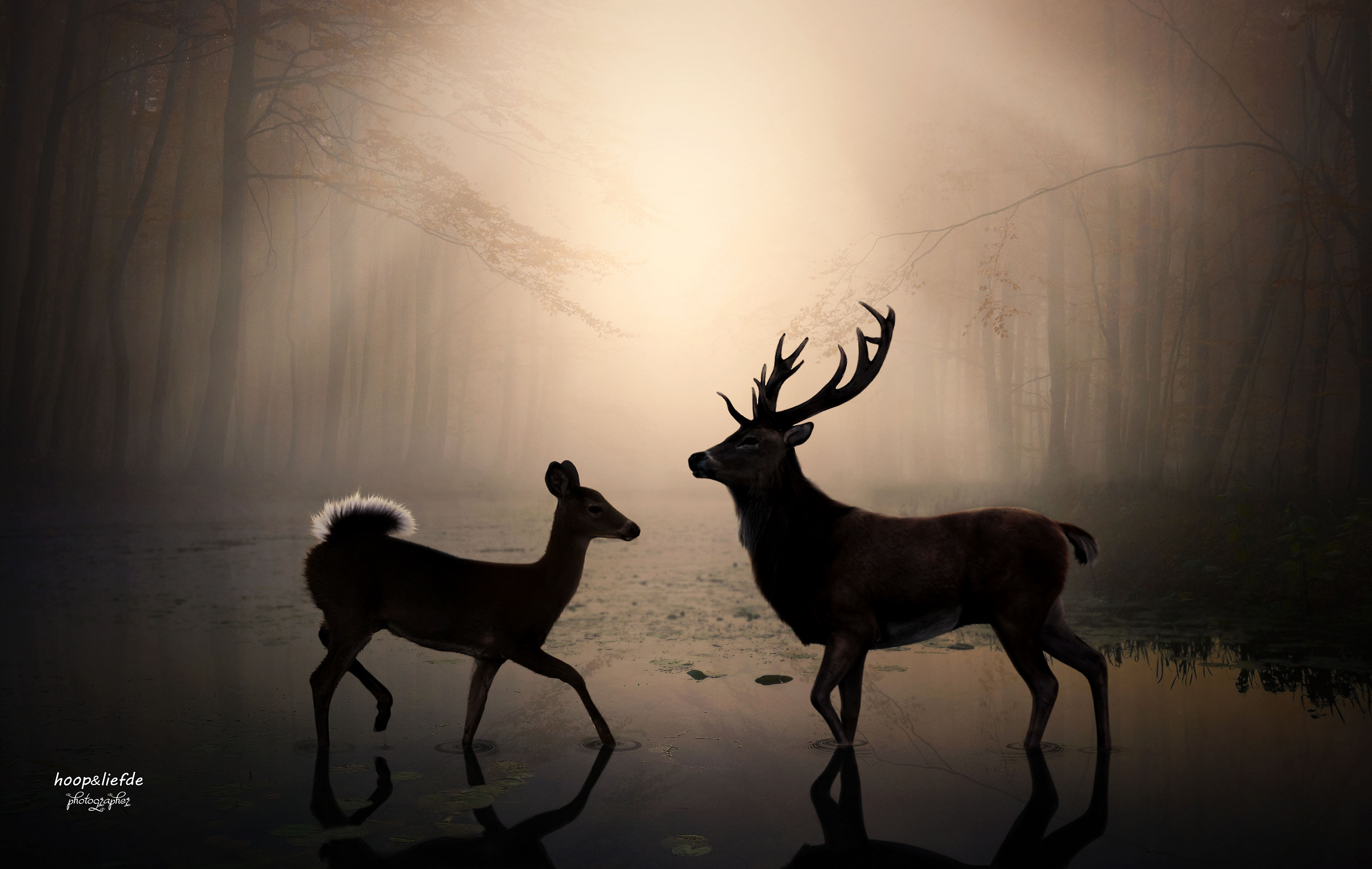 Romance in the Forest