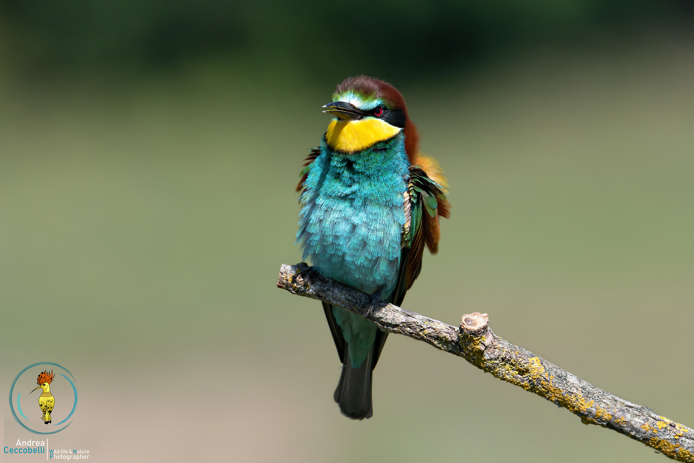 Che niente niente ce l'hai con me...?