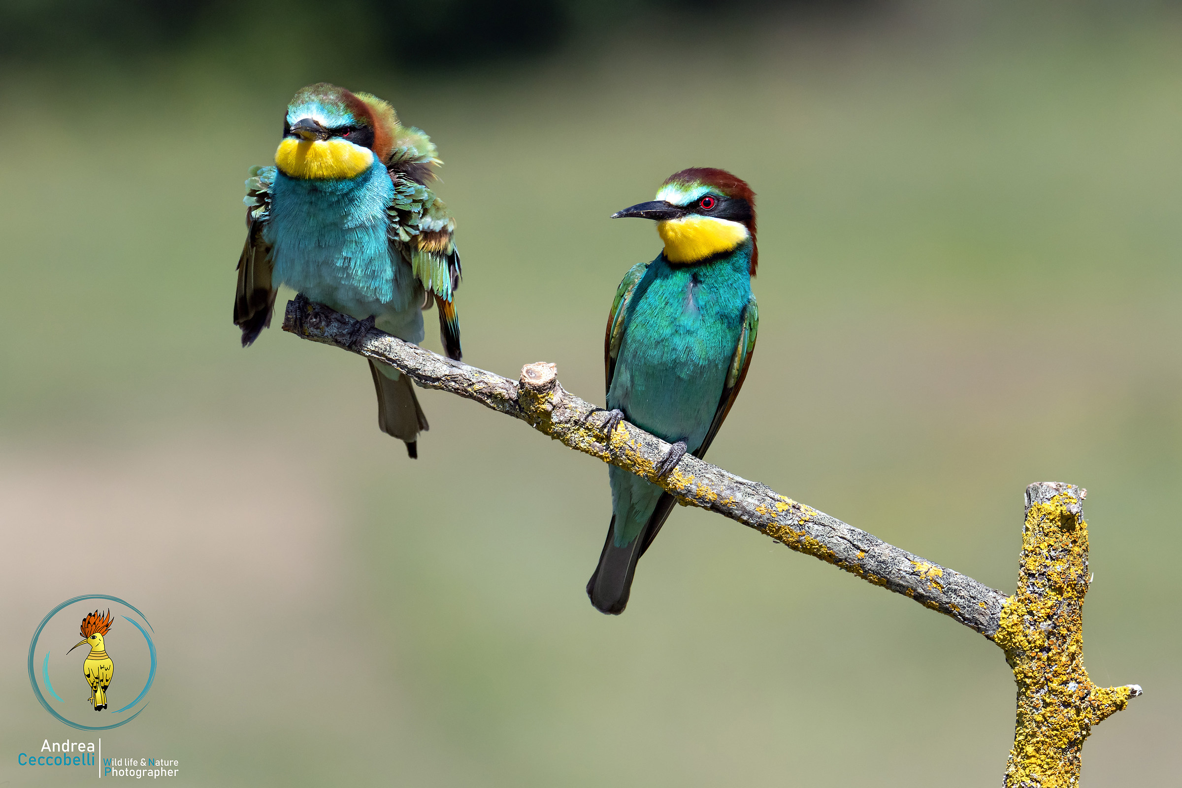 You always have to argue...