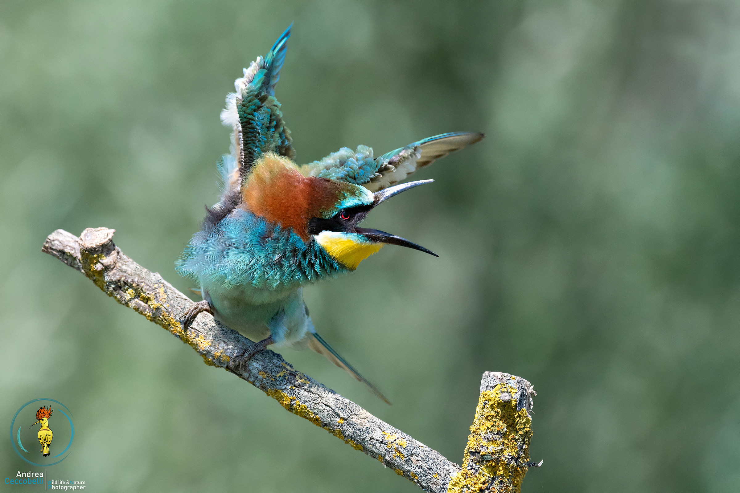 Aoh...che vi strillate...