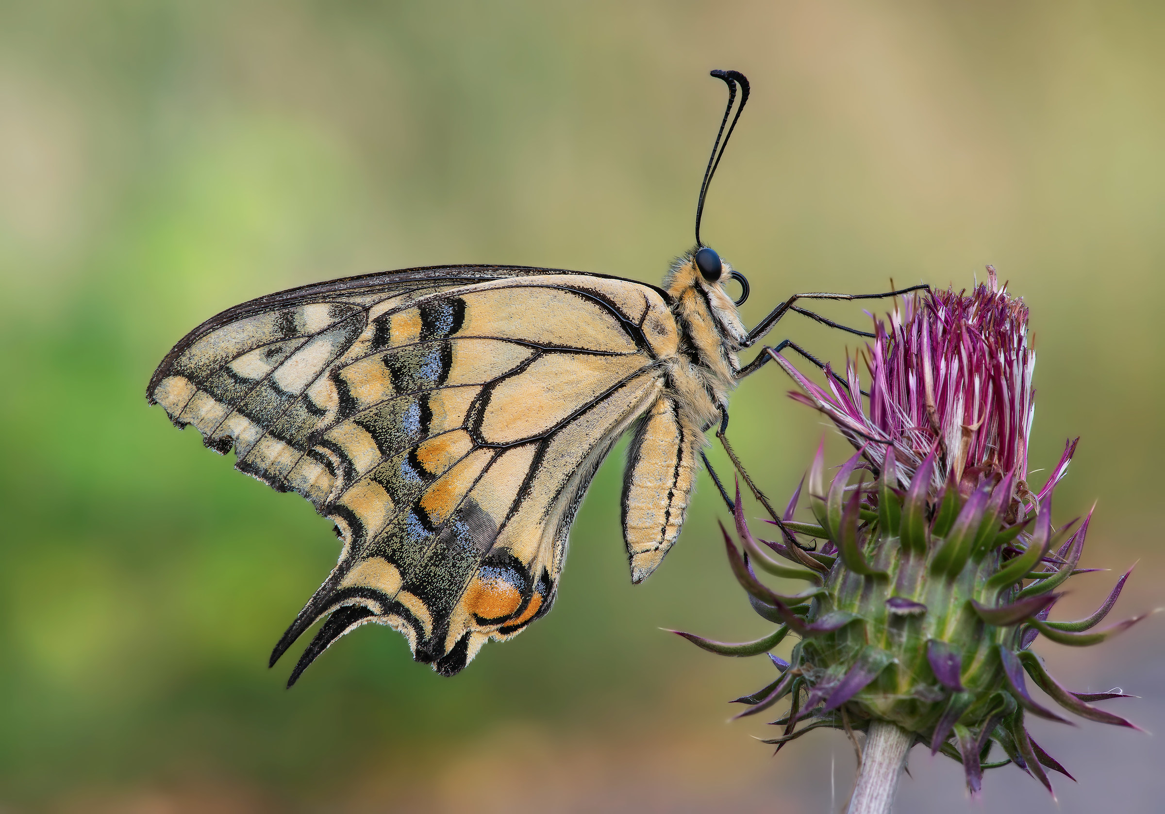 Swallowtail