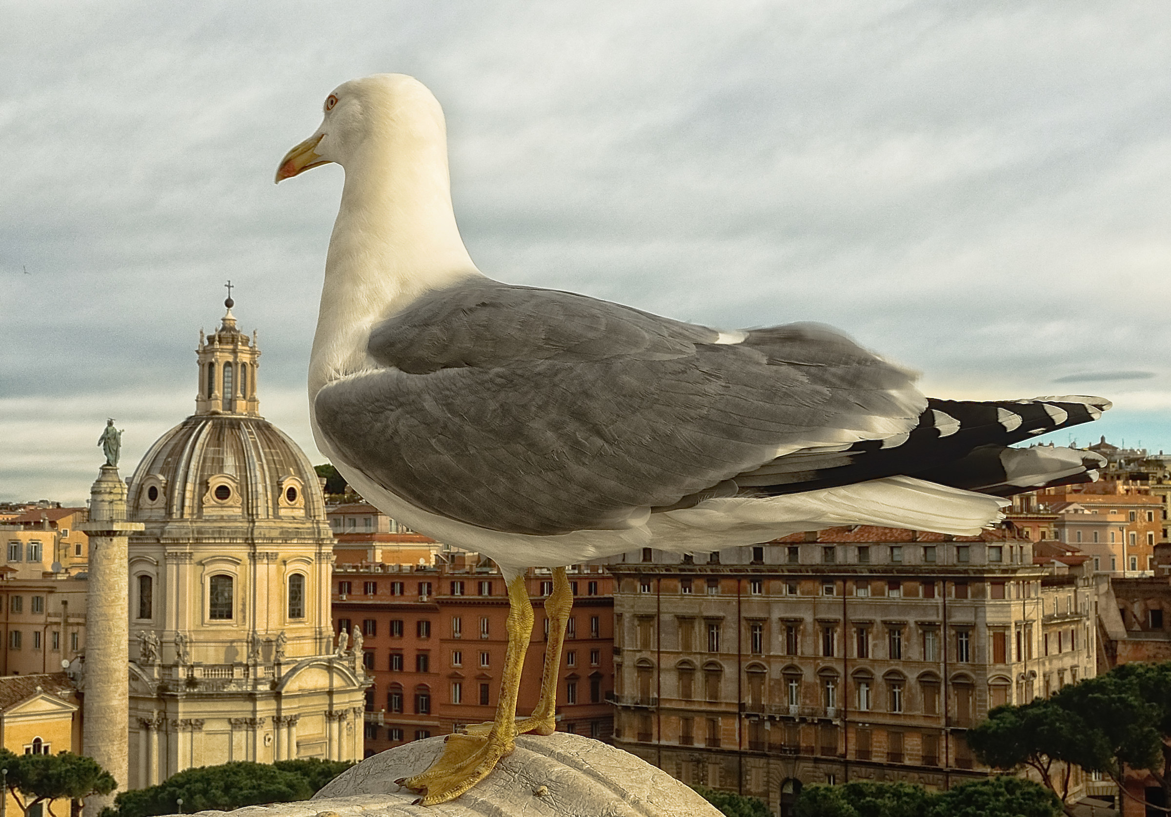 A seagull in Rome