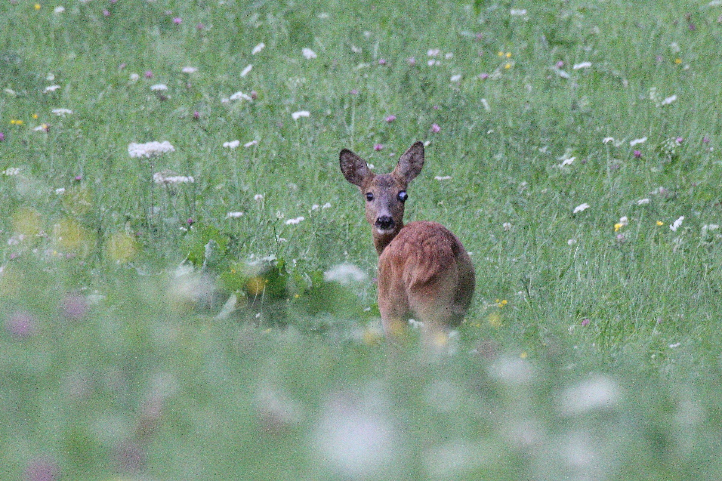 anomalia o incidente? 4