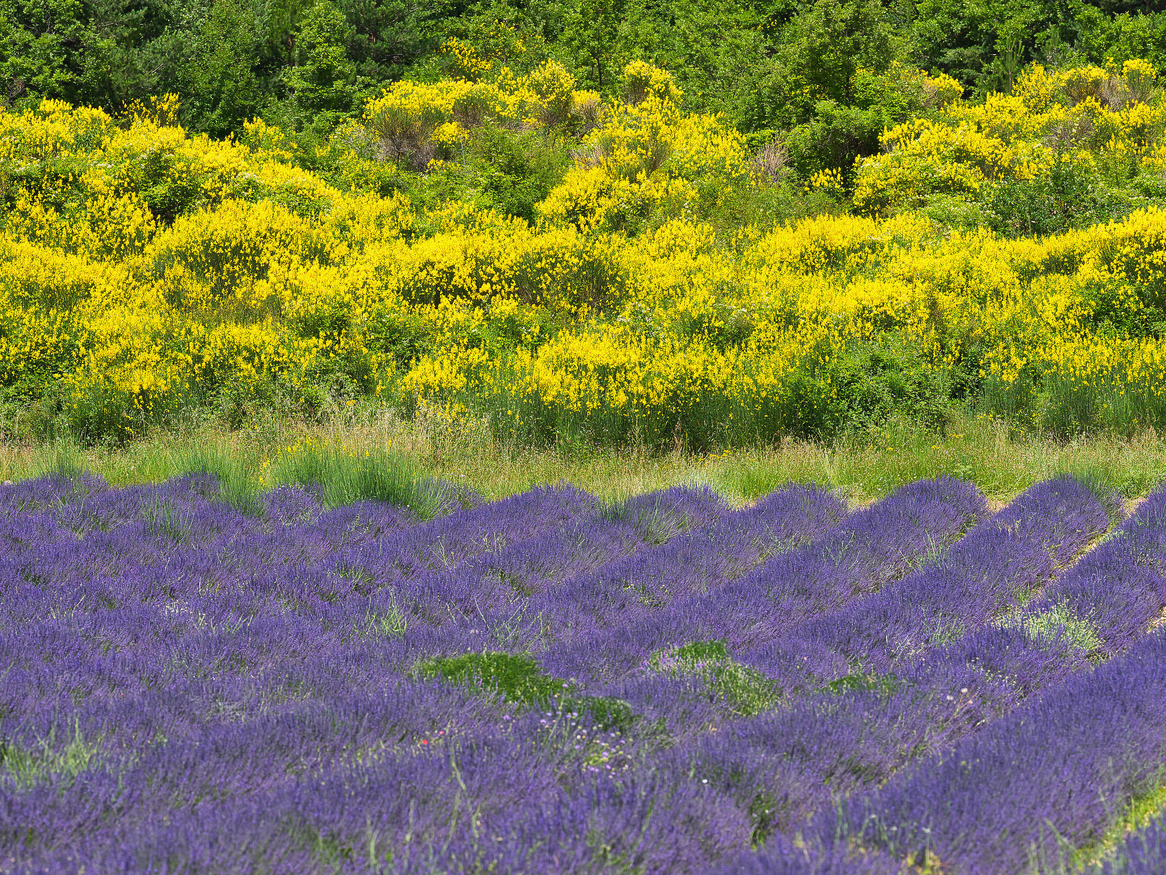 Lavanda e ginestre