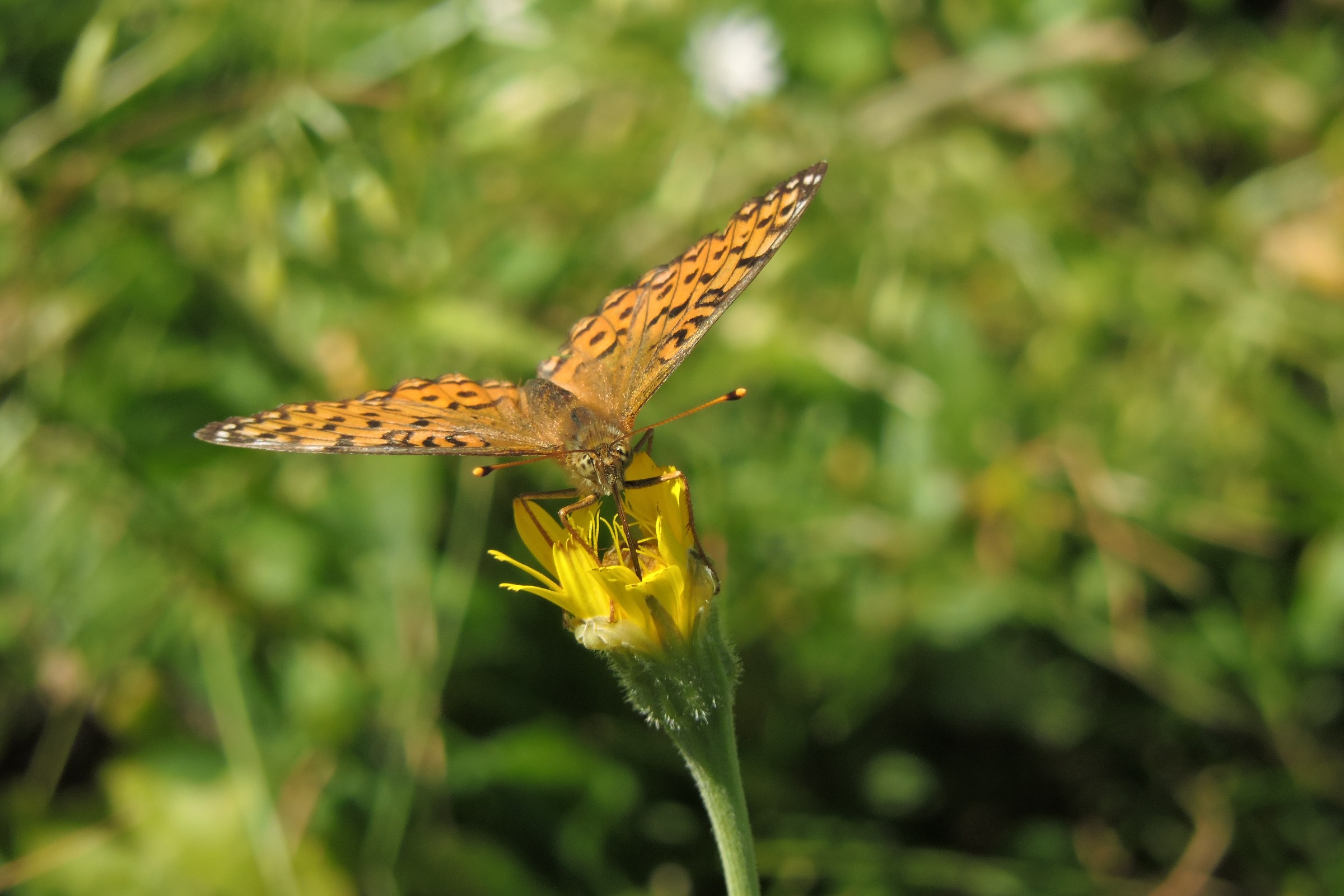 Argynnis Aglaja