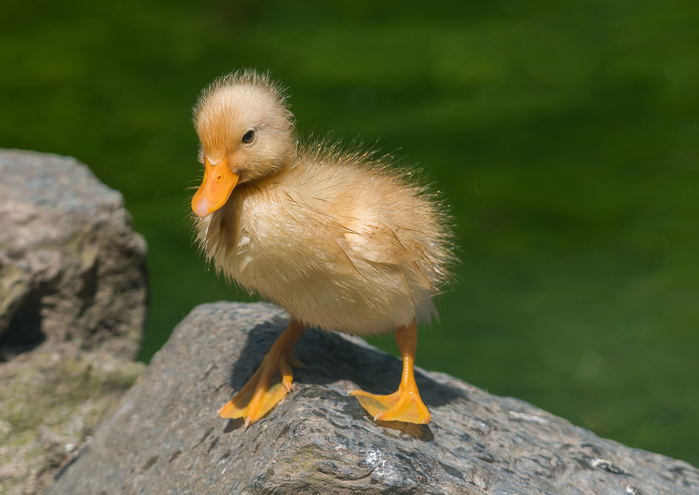 Once upon a time there was an ugly duckling.........