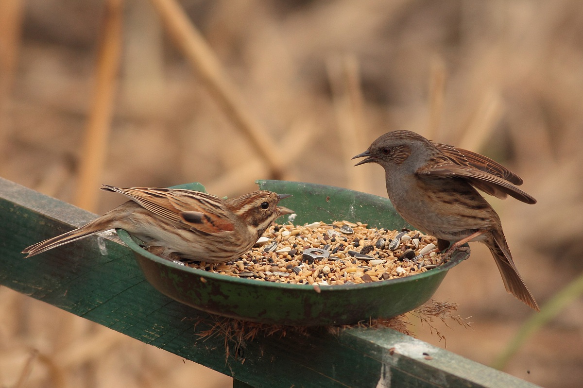 Battibecco for the food