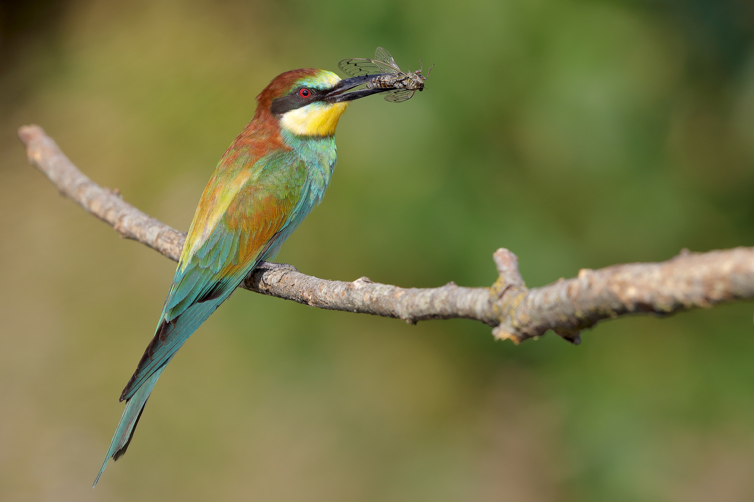 Gruccione e la cicala