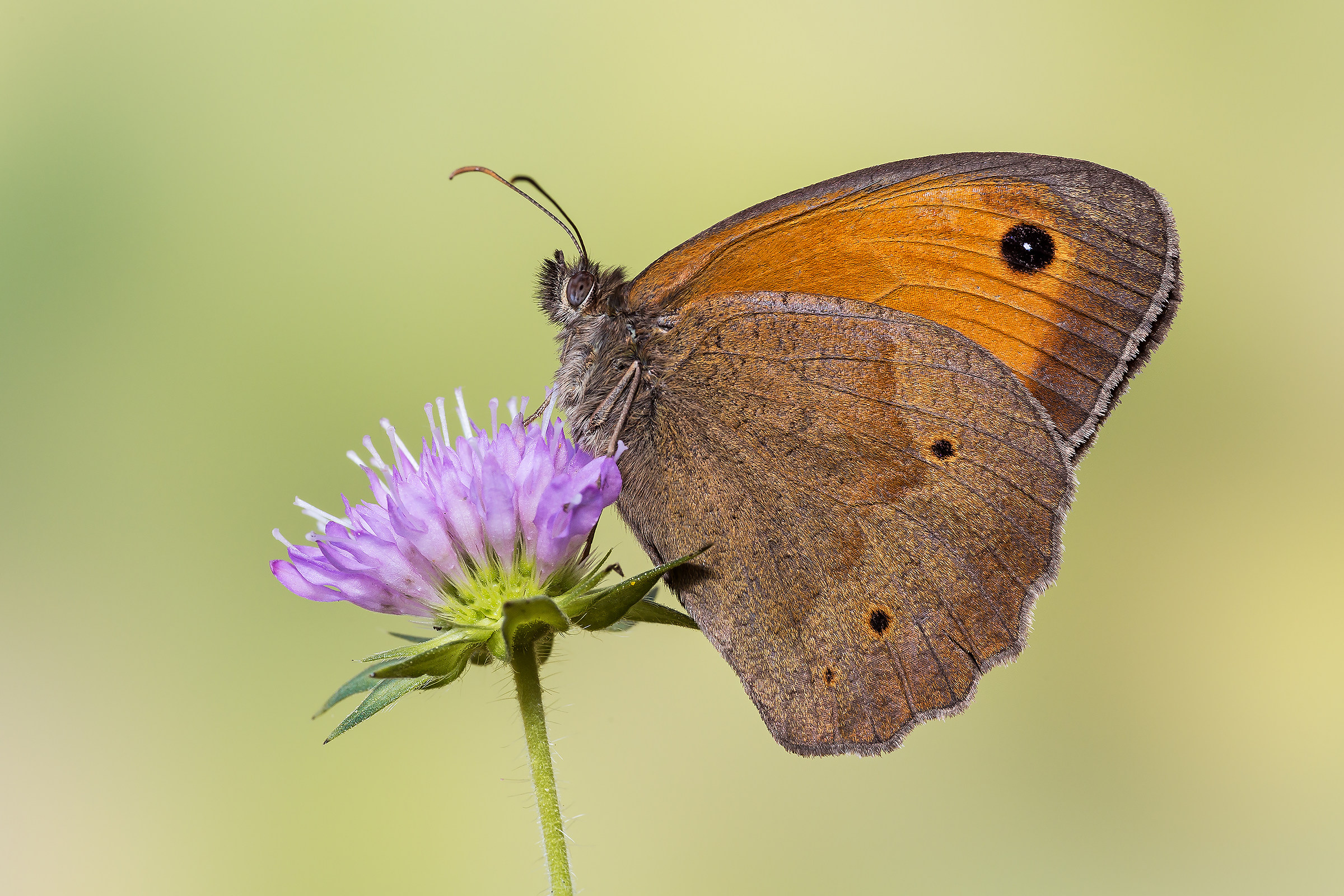 Maniola Jurtina