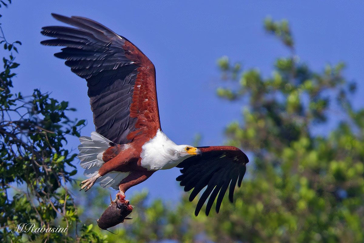 Aquila pescatrice africana