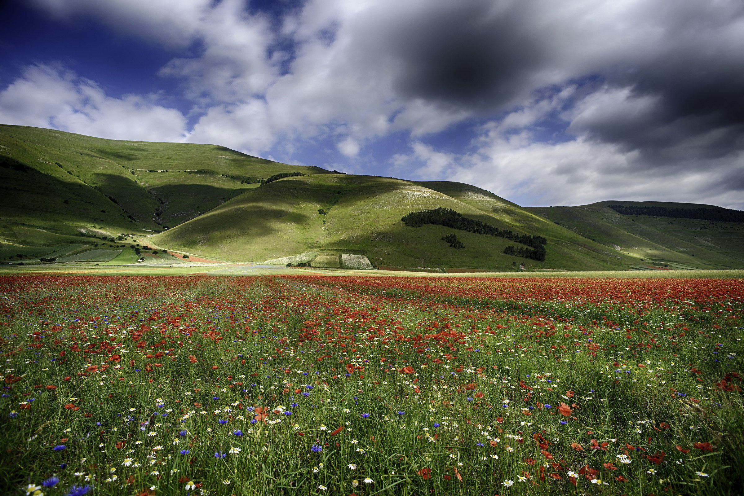 Castelluccio di Norcia - fioritura