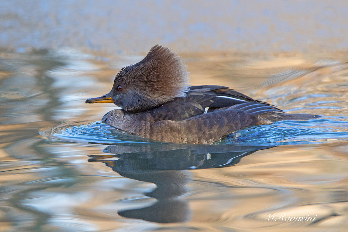 Smergo dal ciuffo femmina adulta