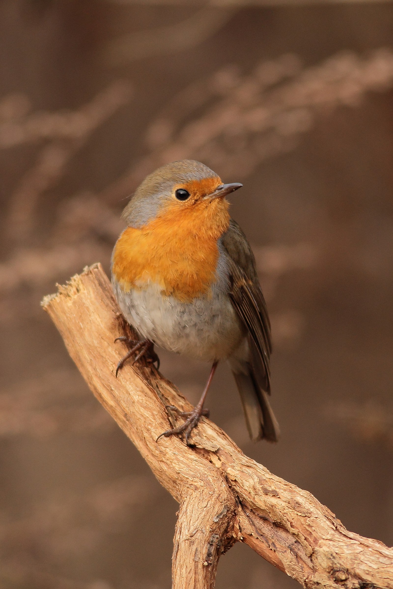 Robin