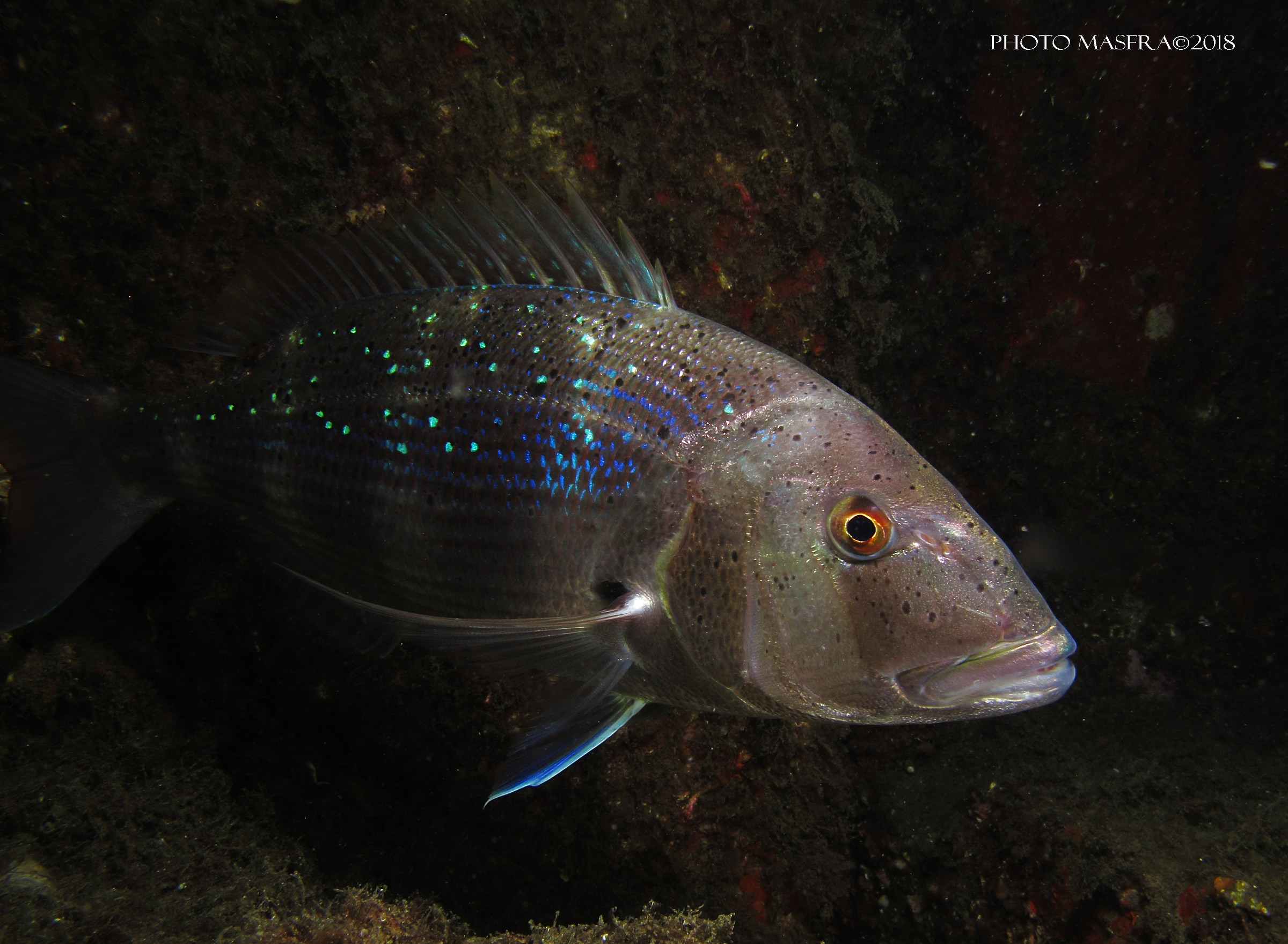 Red snapper. Vesima, Genova, Italy