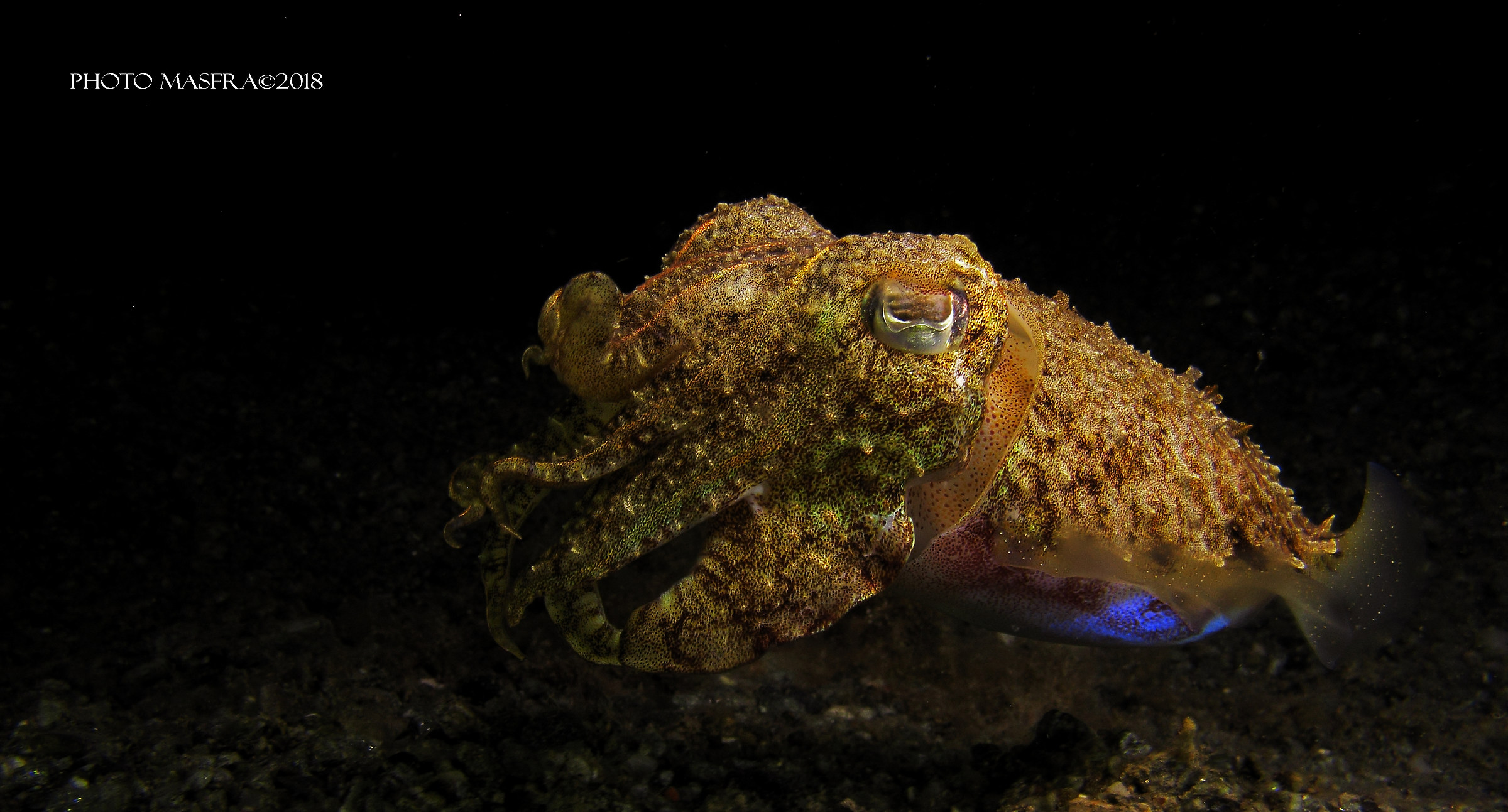 Sepia. Vesima, Genova, Italy