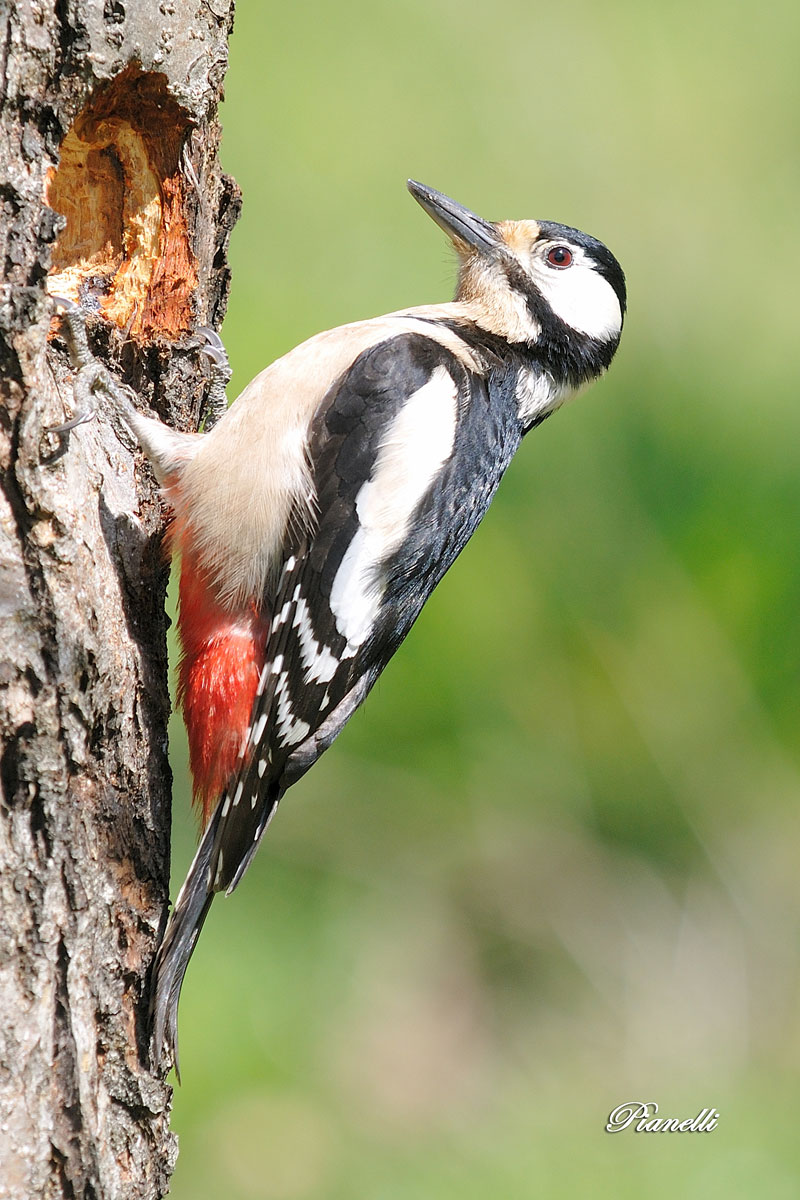 Great Spotted Woodpecker