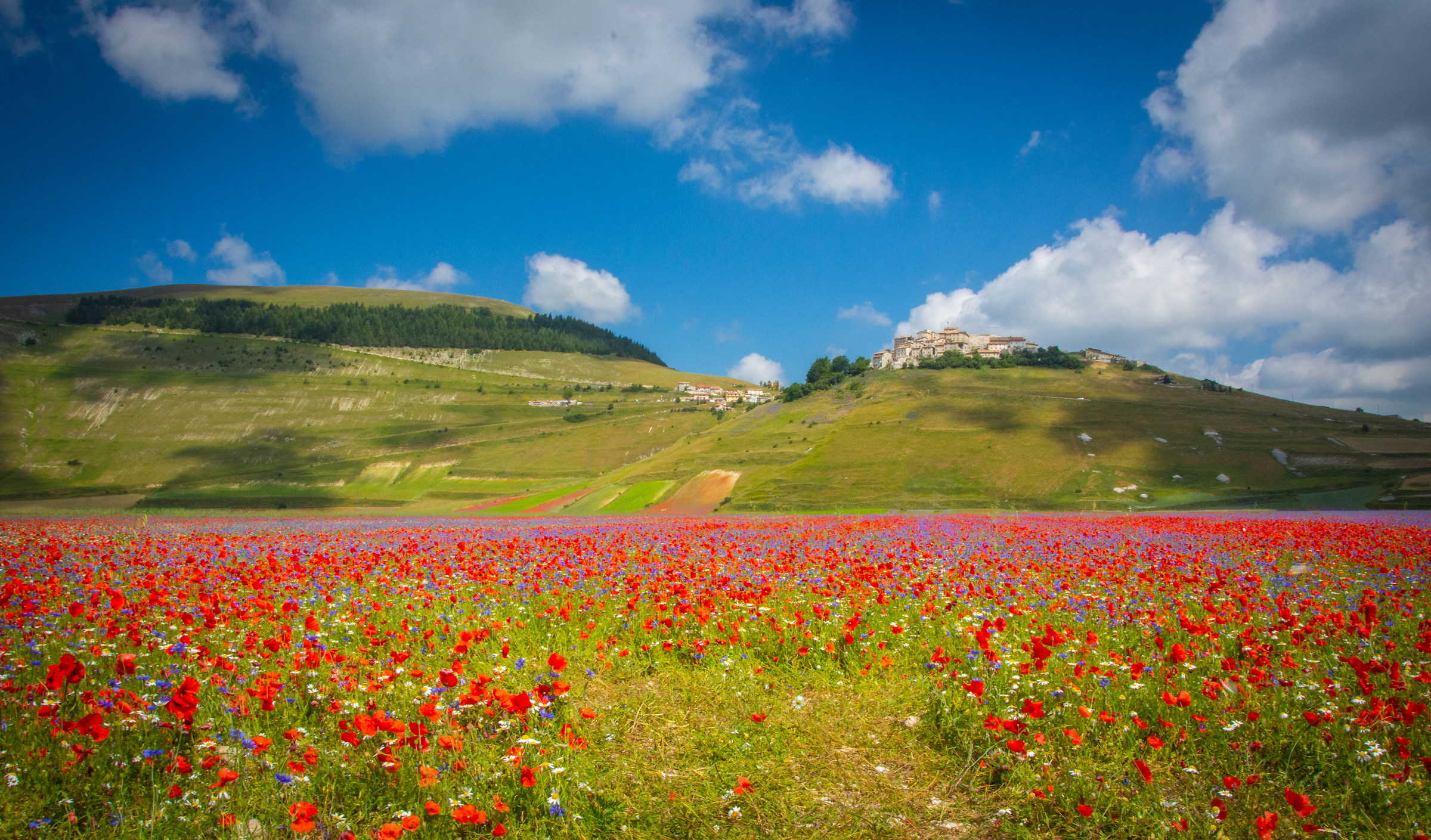 Fioritura Castelluccio 2018 1