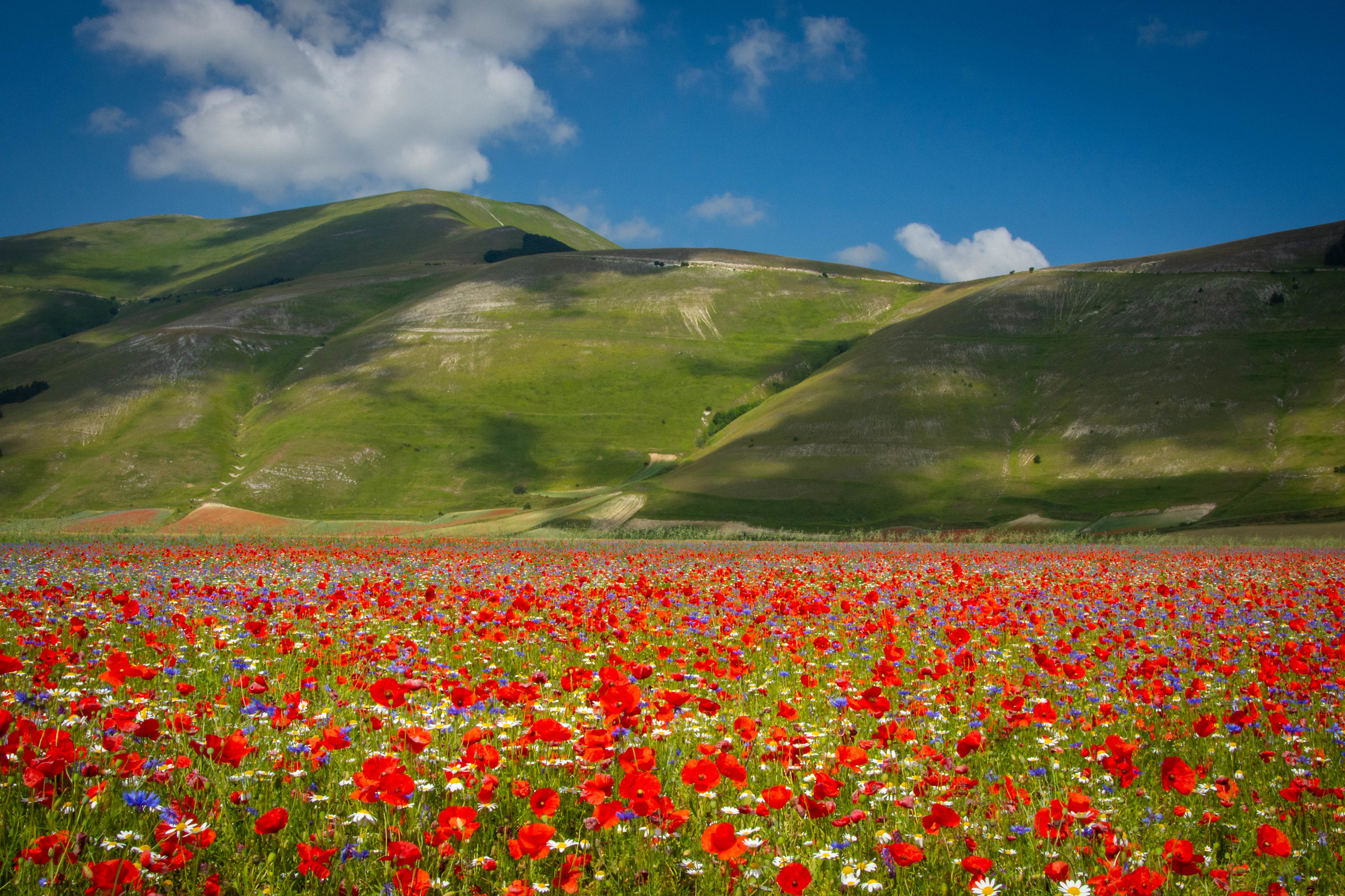 Flowering Castelluccio 2018 2