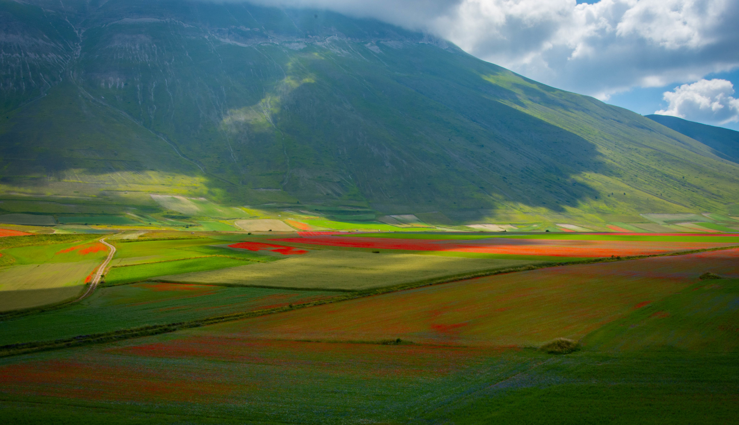 Fioritura al Castelluccio 2018 4