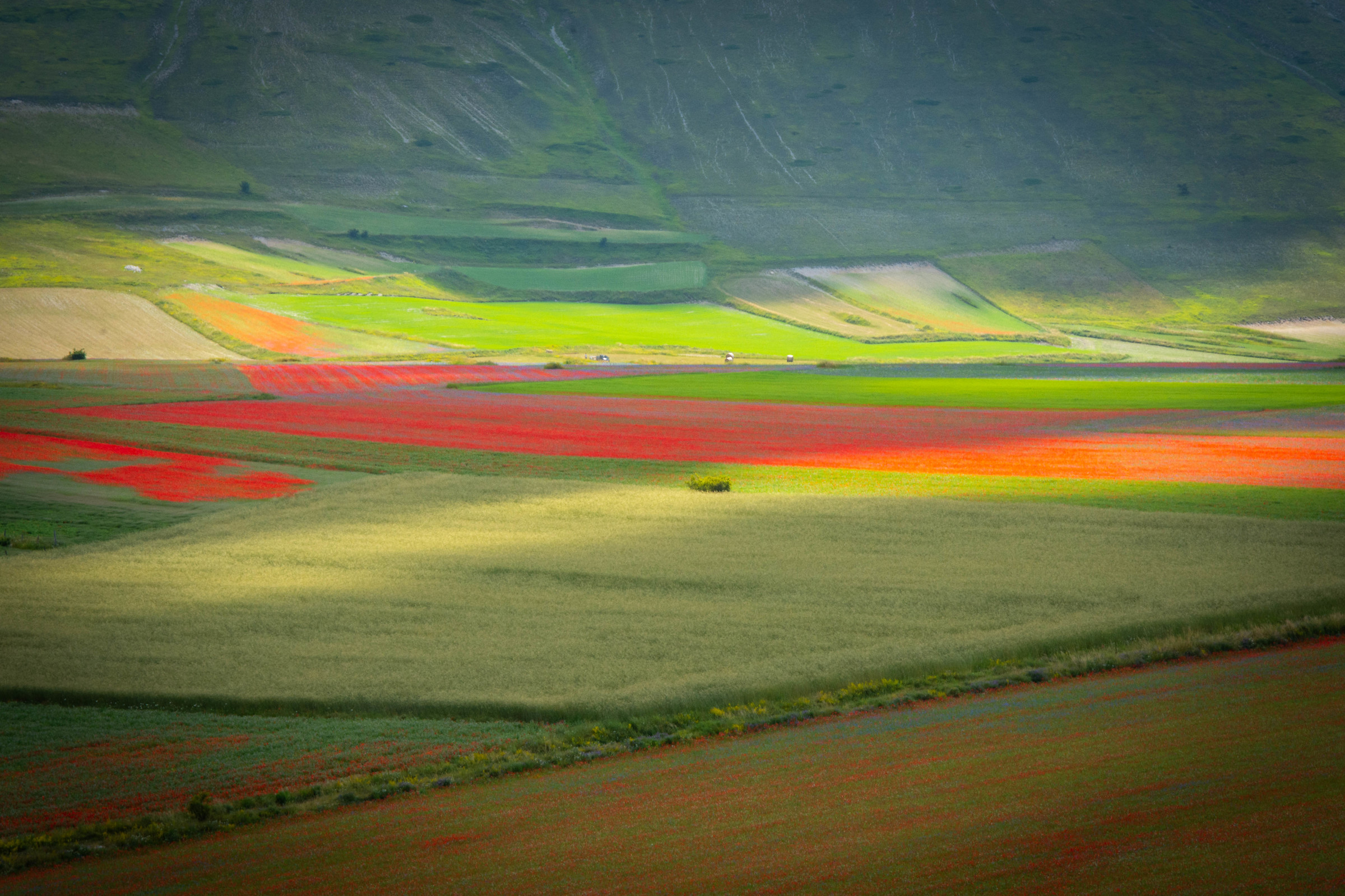 Flowering at Castelluccio 2018 5