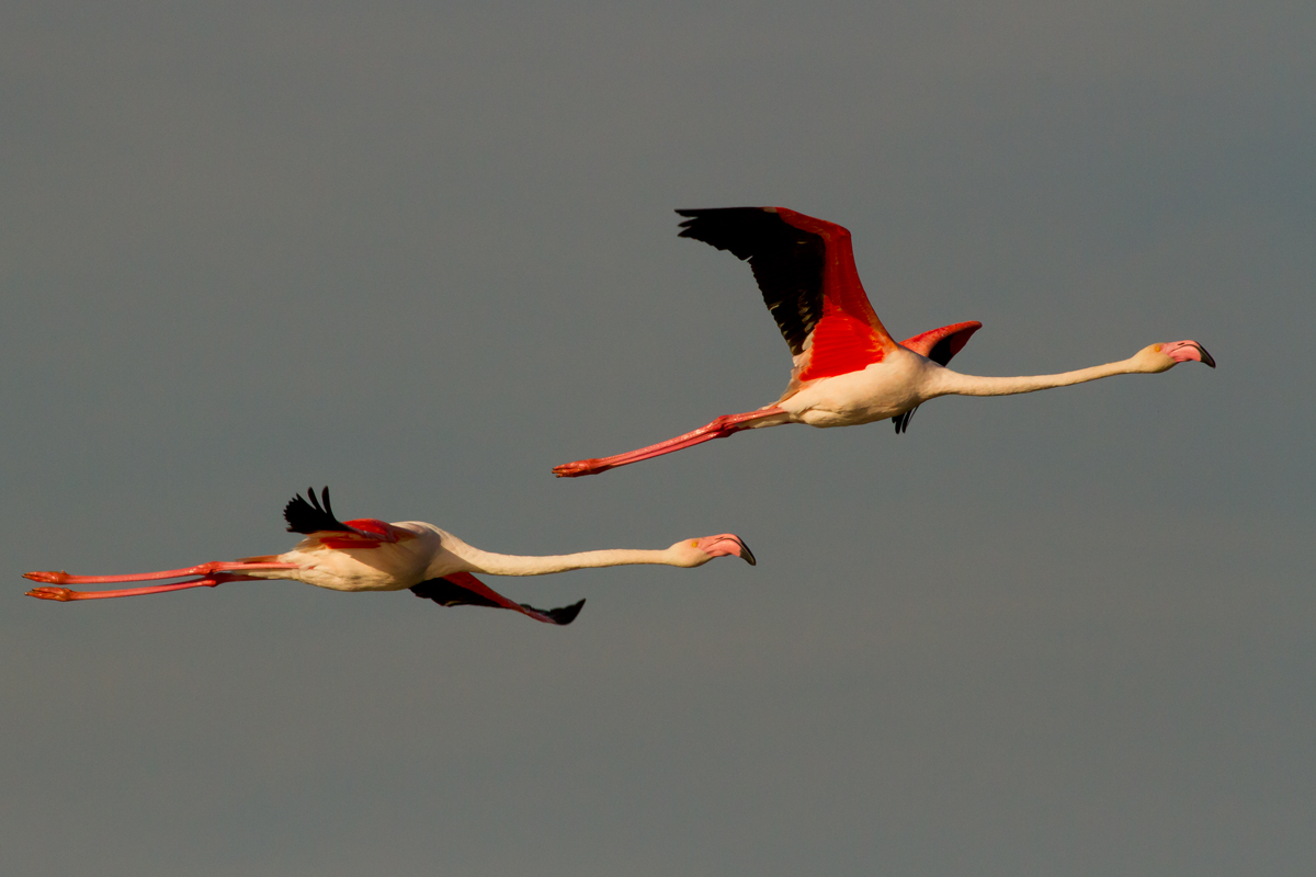 Flamingos in flight