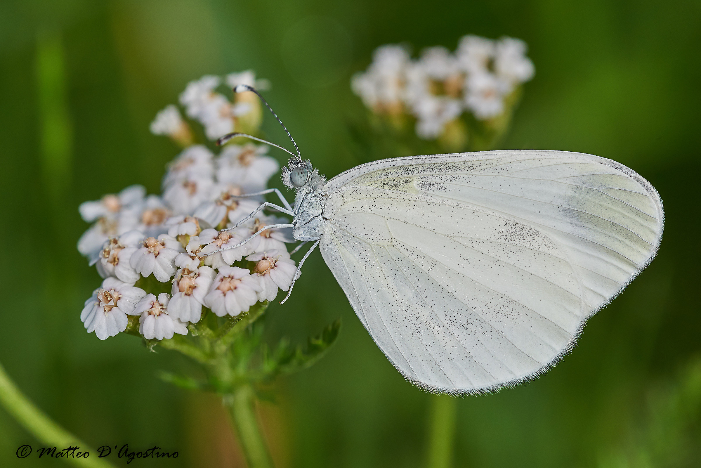 Leptidea... non so quale