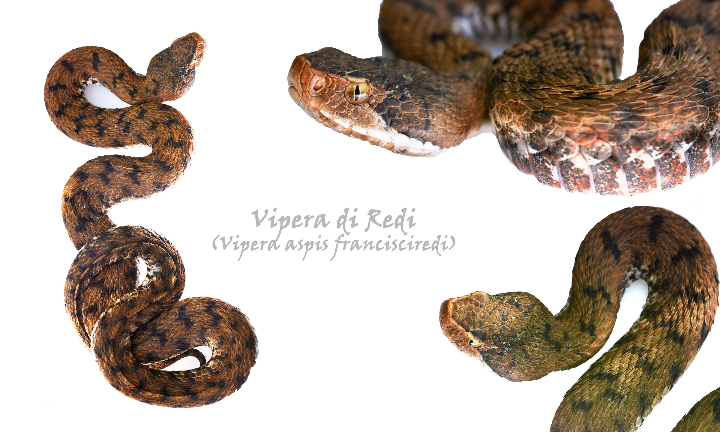 Vipera di Redi