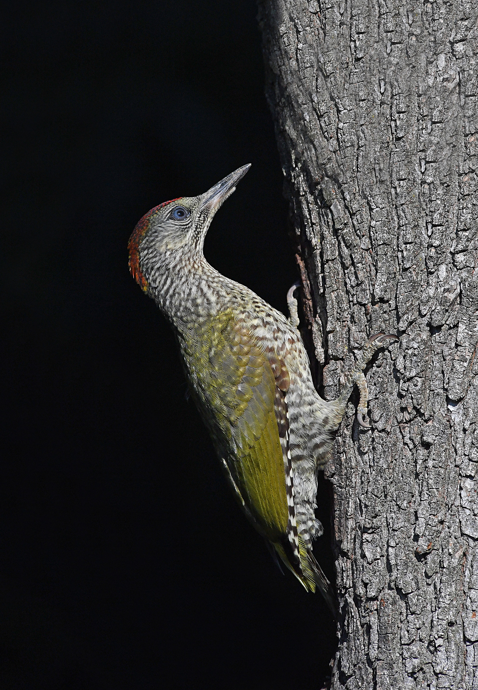 Storie di piume  10  ( Picchio verde giovane )