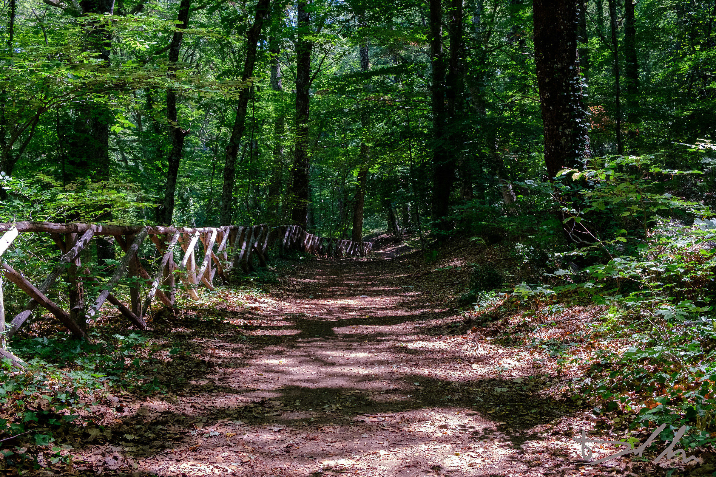 Sentiero nella Faggeta