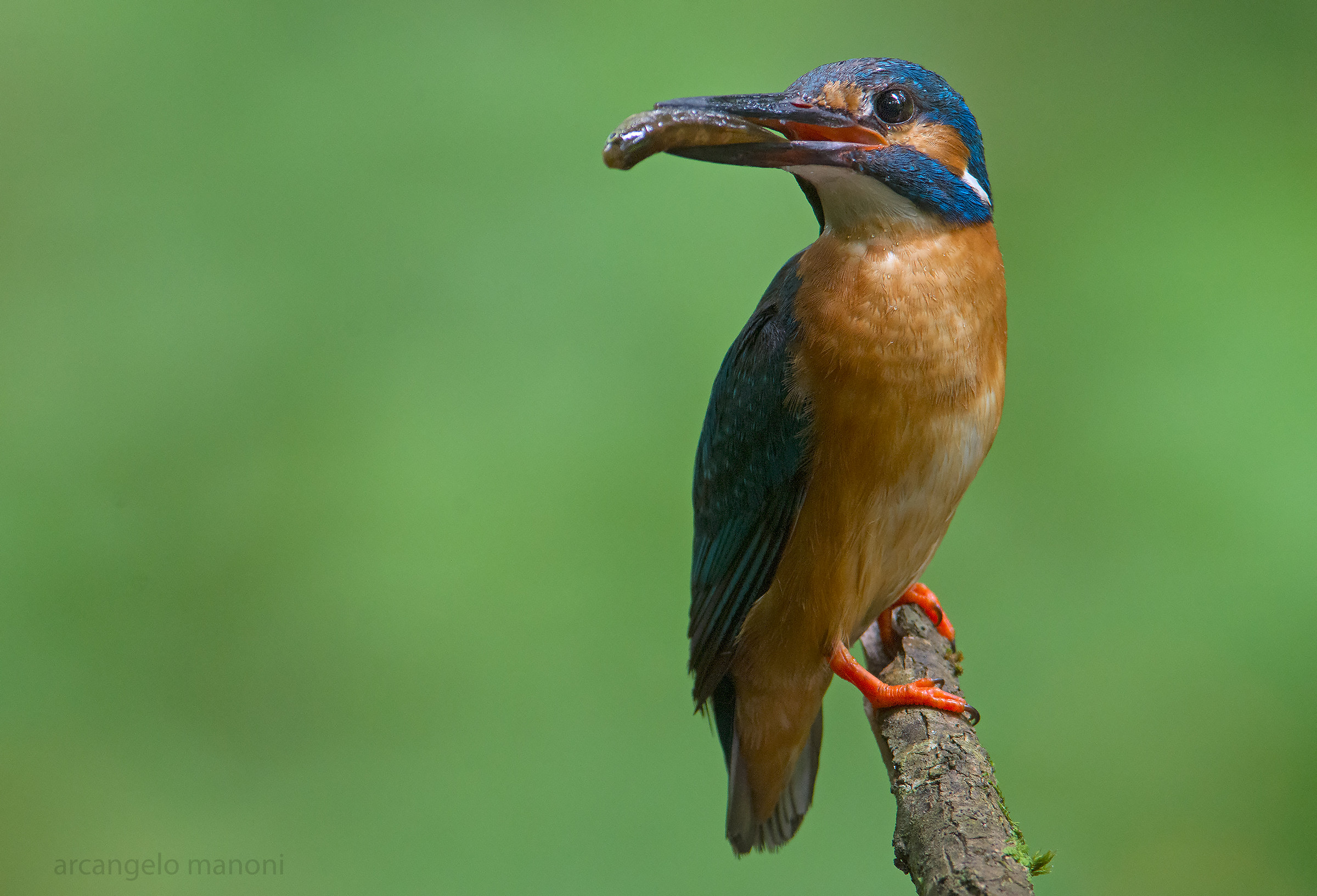 The Executer of the river