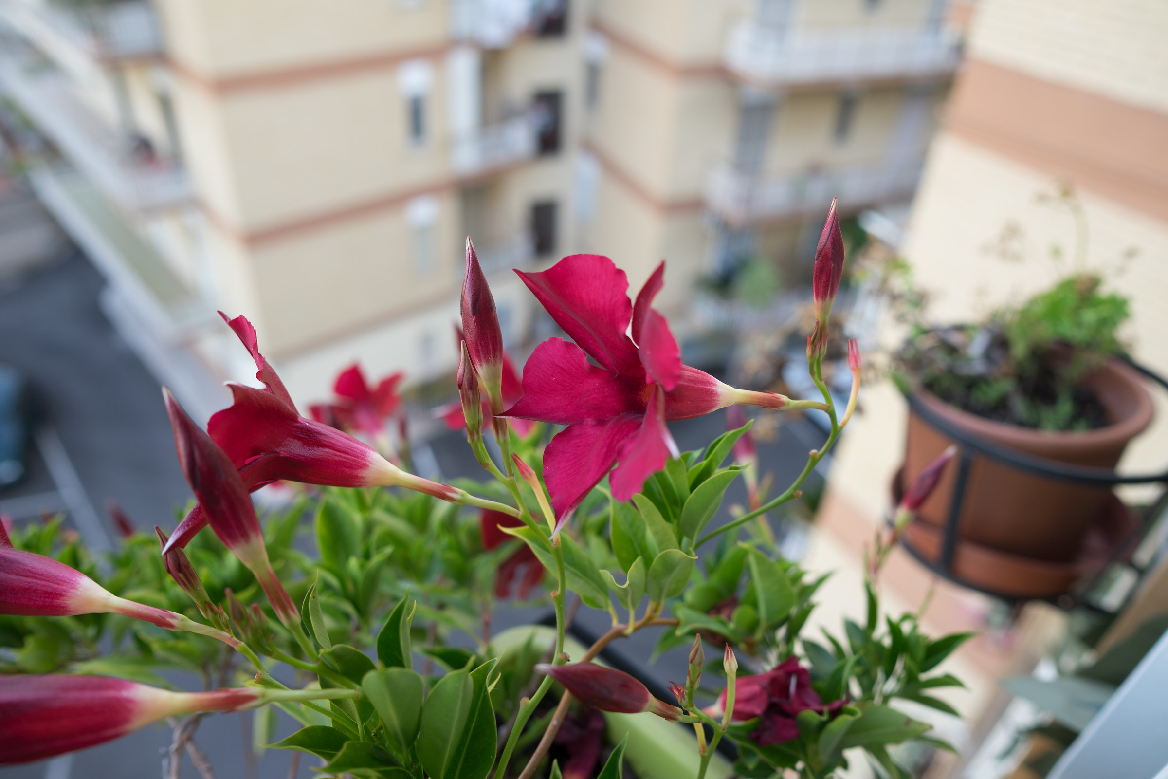 Prima luce Samyang 24mm 2,8 AF FE