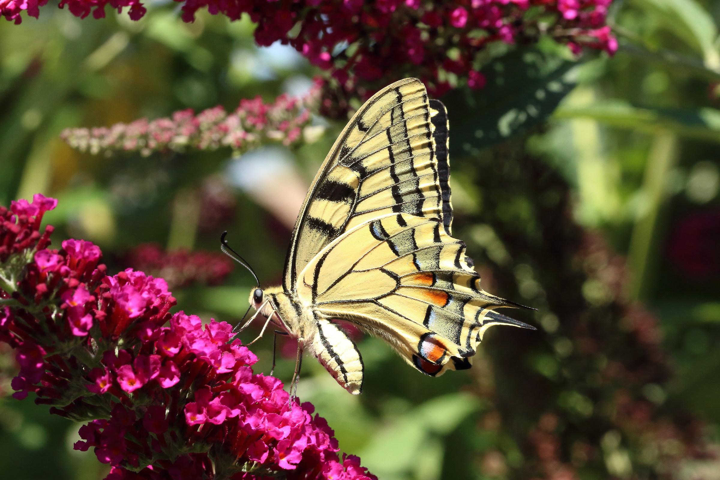 Swallowtail