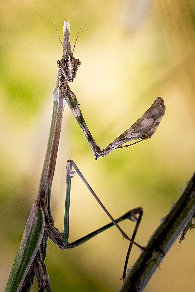 mantide pennata