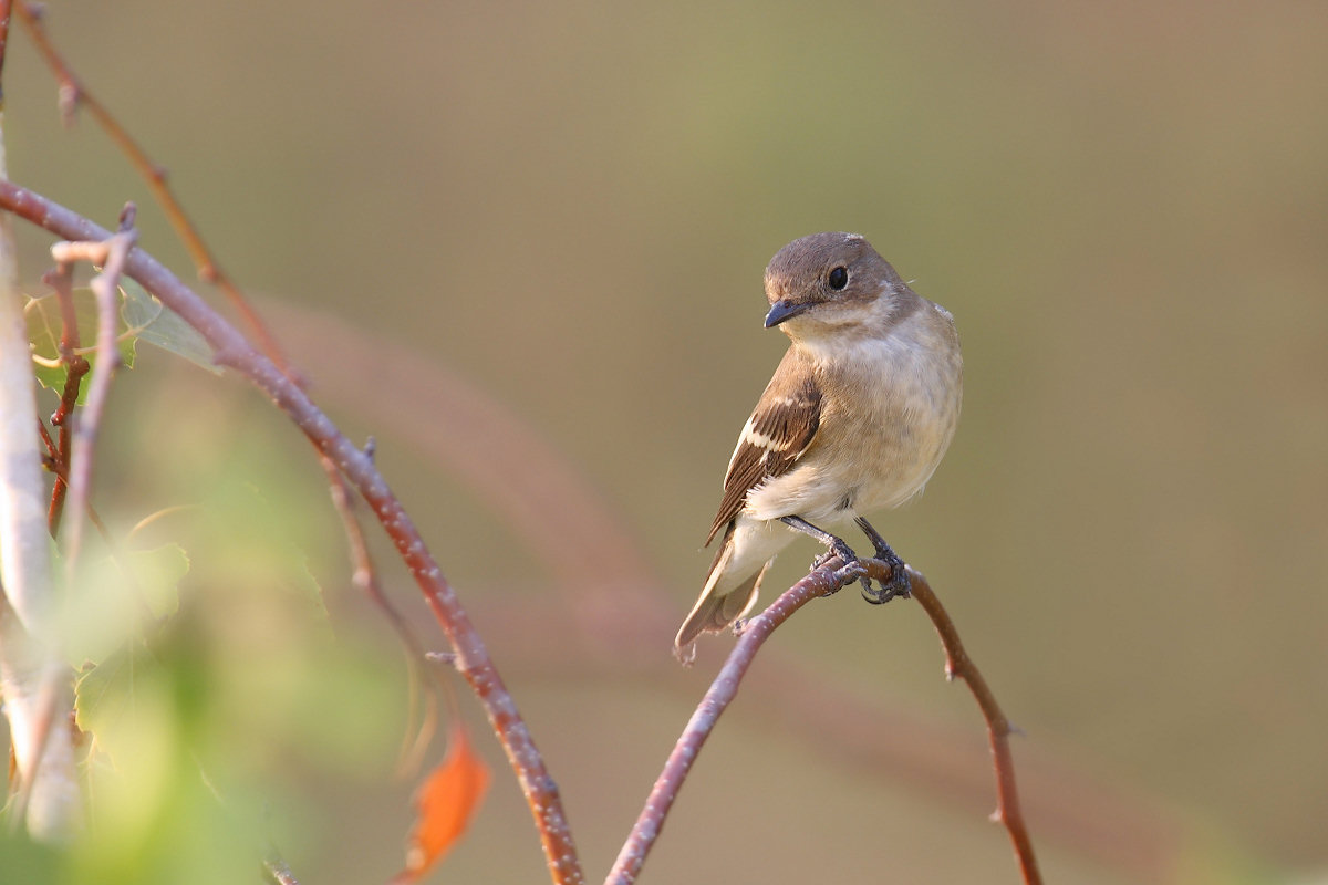 Balia Nera (femmina)