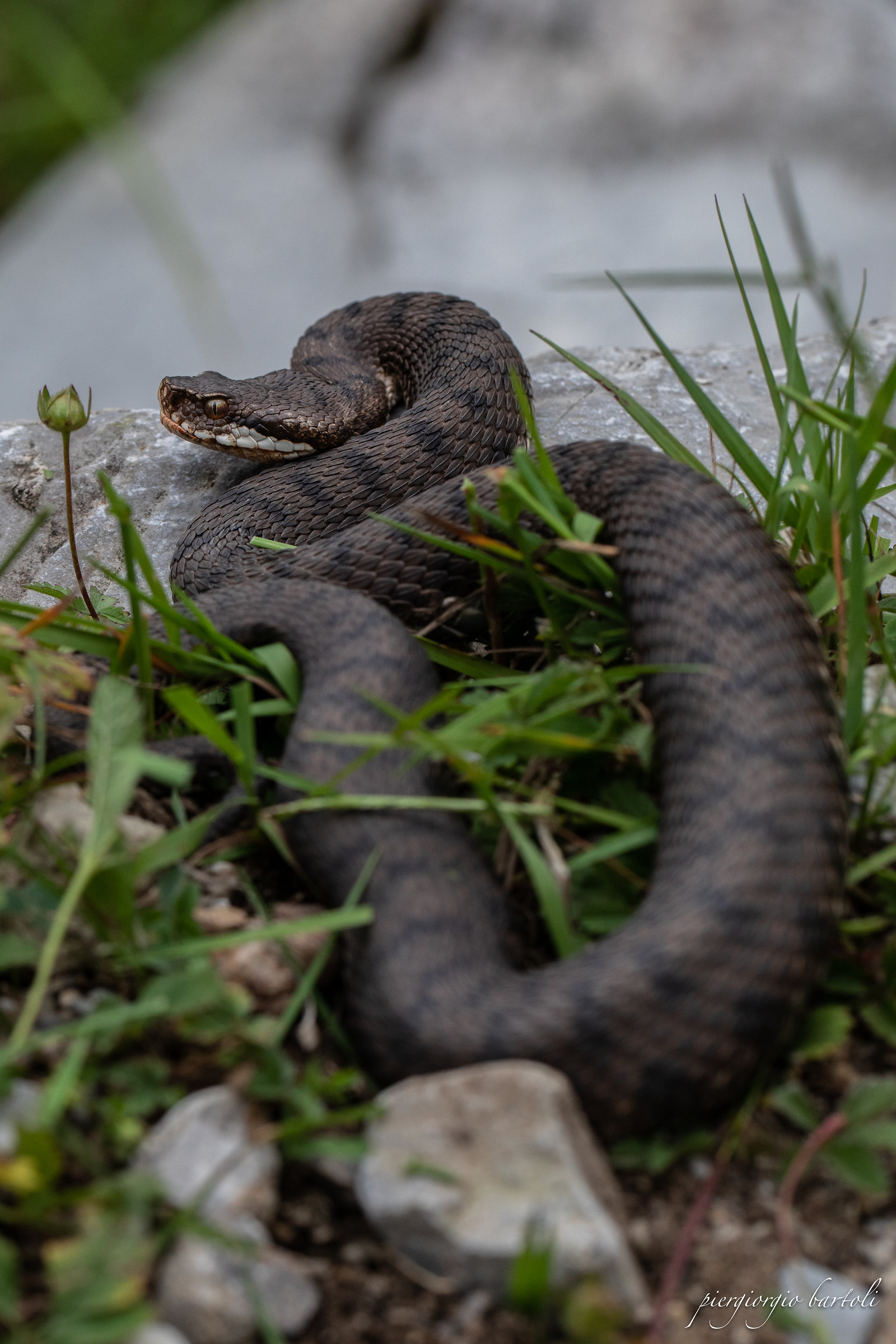 vipera aspis