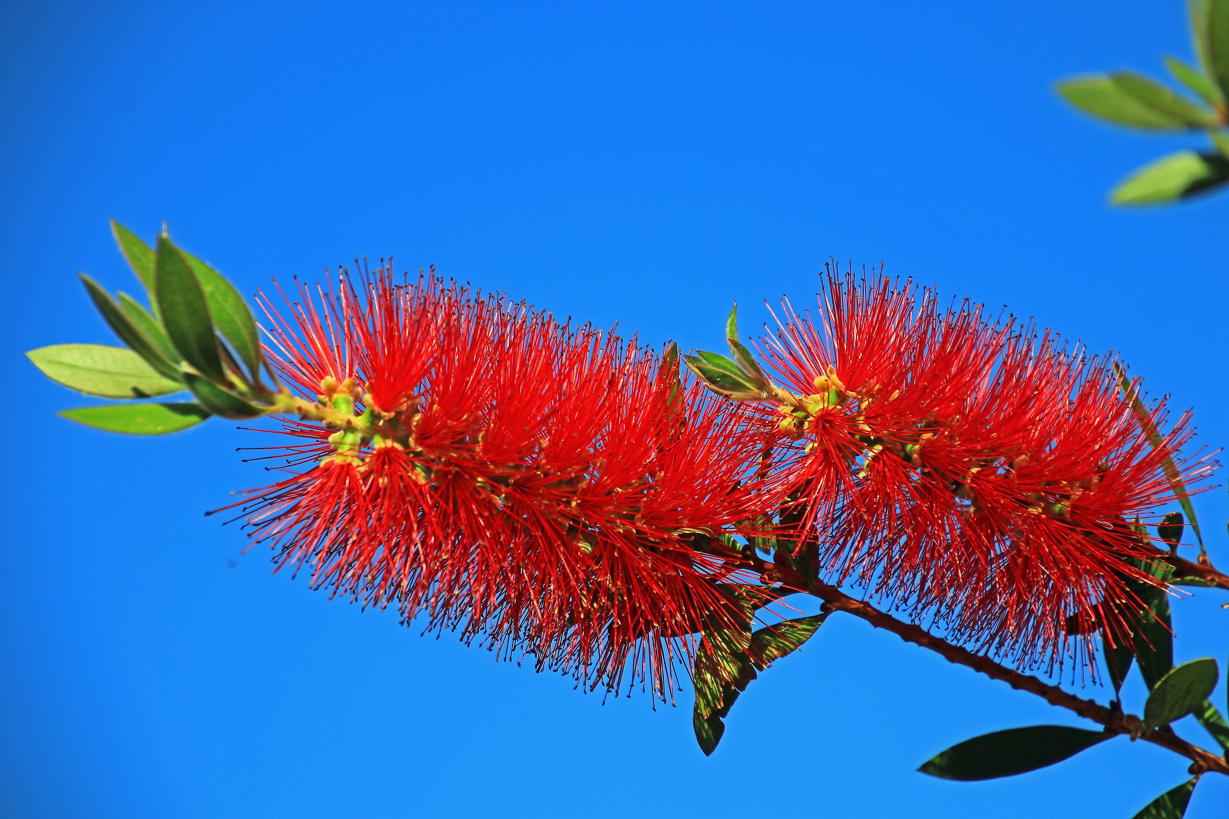 Callistemon-3