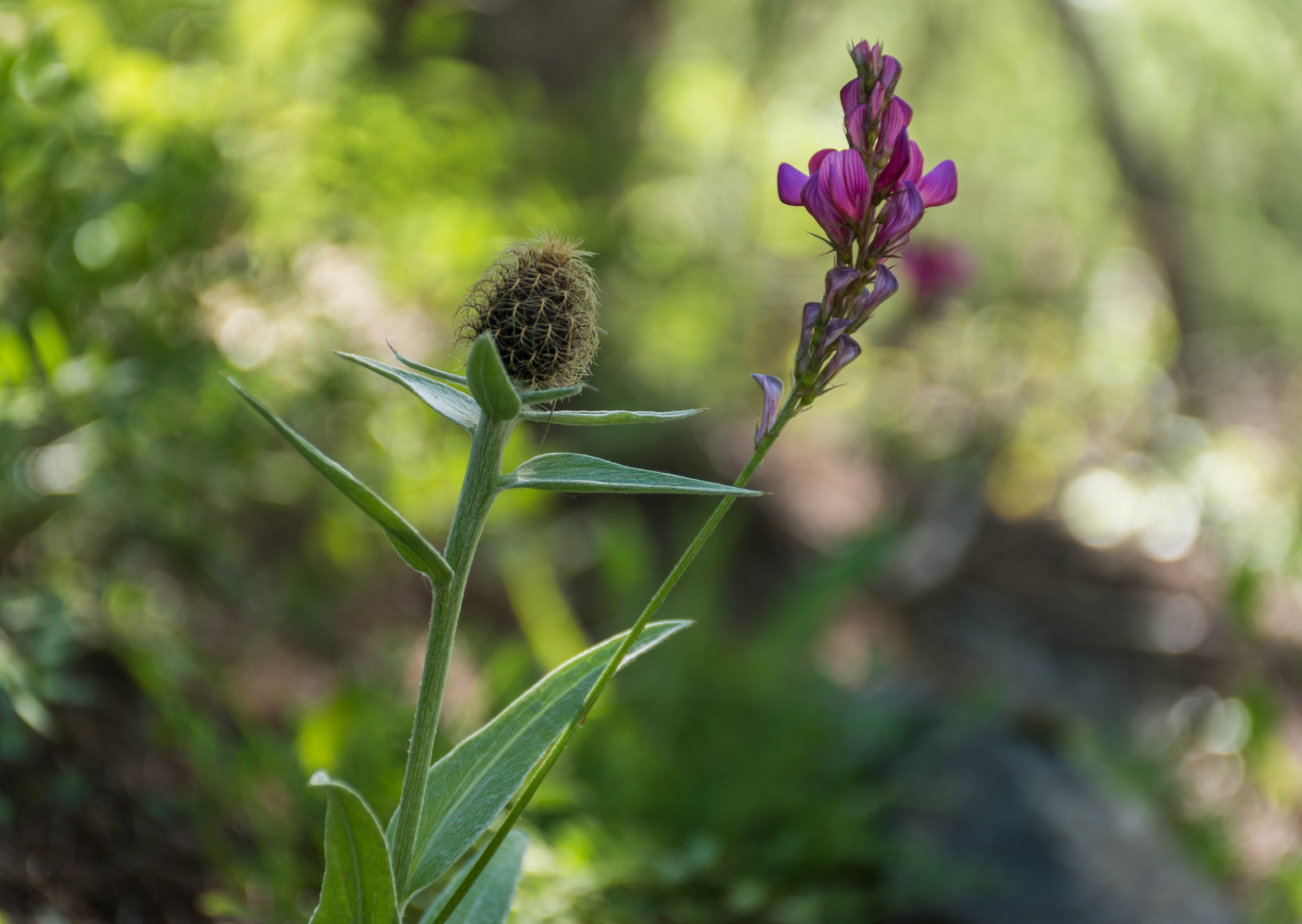 Mi concede questo ballo, signorina?