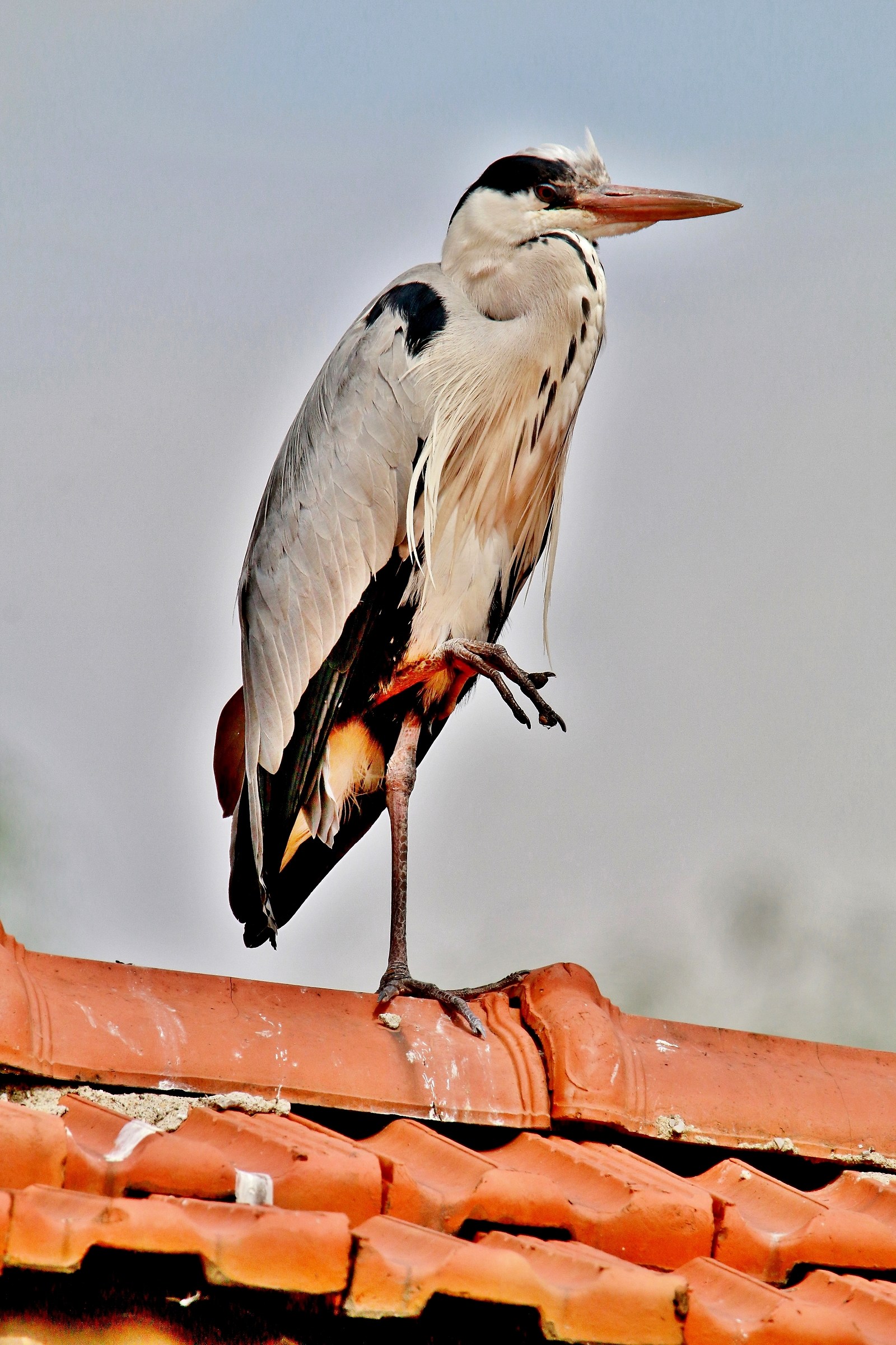 L'Airone .........sul tetto che scotta....